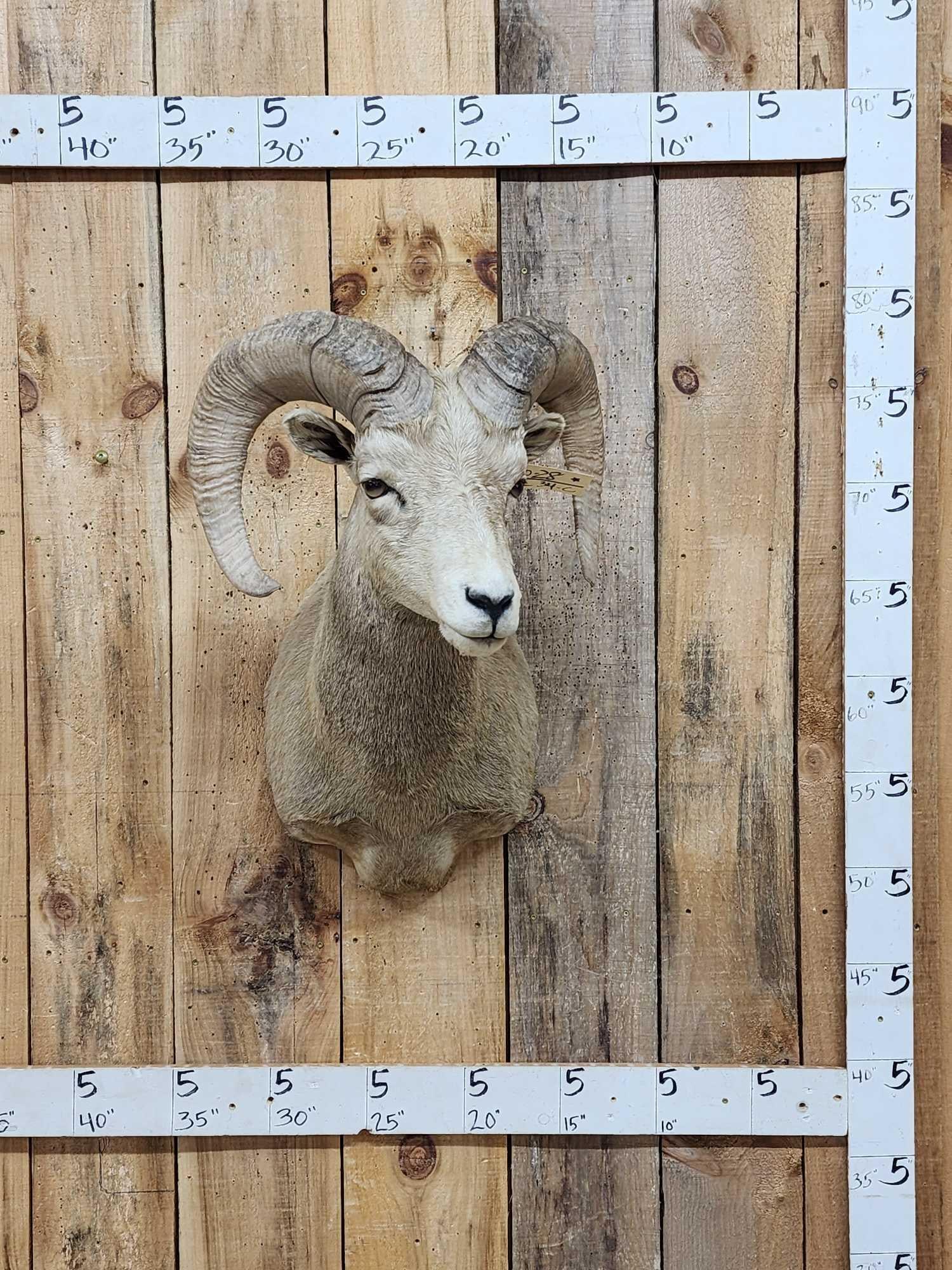 Rocky Mountain Bighorn Sheep Shoulder Mount Taxidermy (1 of 4)