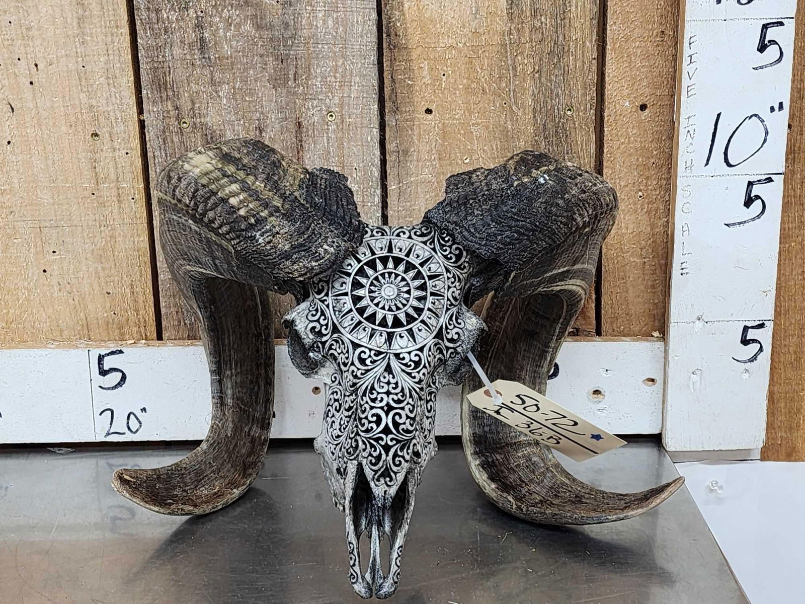 Spectacular Hand Carved Ram Sheep Skull Taxidermy (1 of 6)