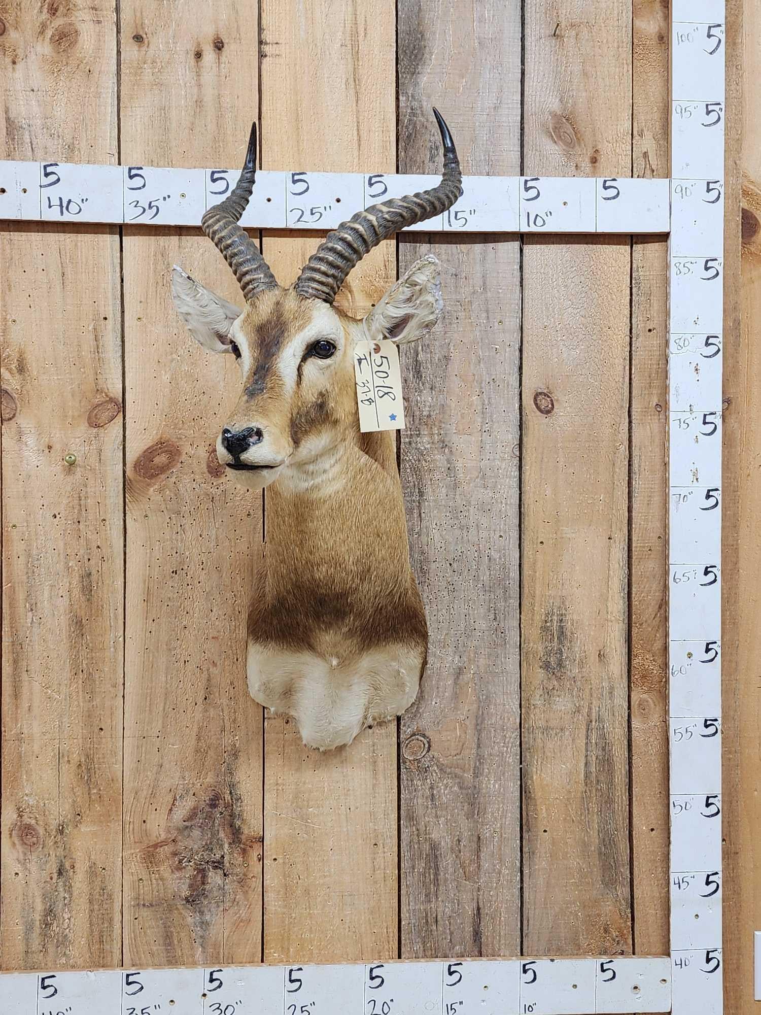 African Kob Shoulder Mount Taxidermy (1 of 5)