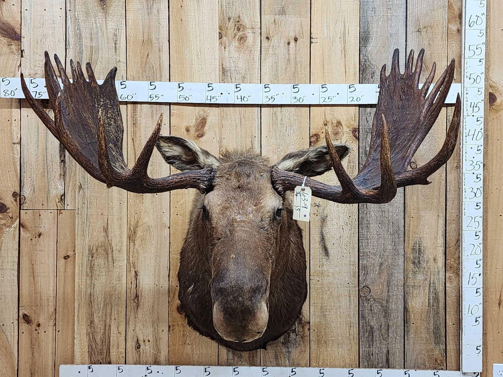 58" Wide Alaskan Moose Shoulder Mount Taxidermy (1 of 8)
