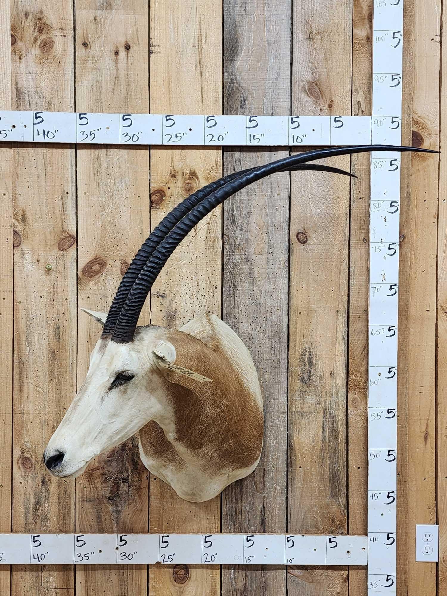 African Scimitar Horned Oryx Shoulder Mount Taxidermy (1 of 6)