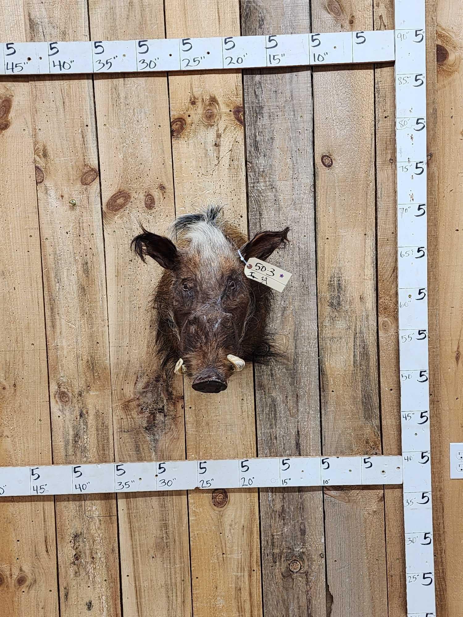 African Bush Pig Shoulder Mount Taxidermy: 50.3 Cool vintage mount