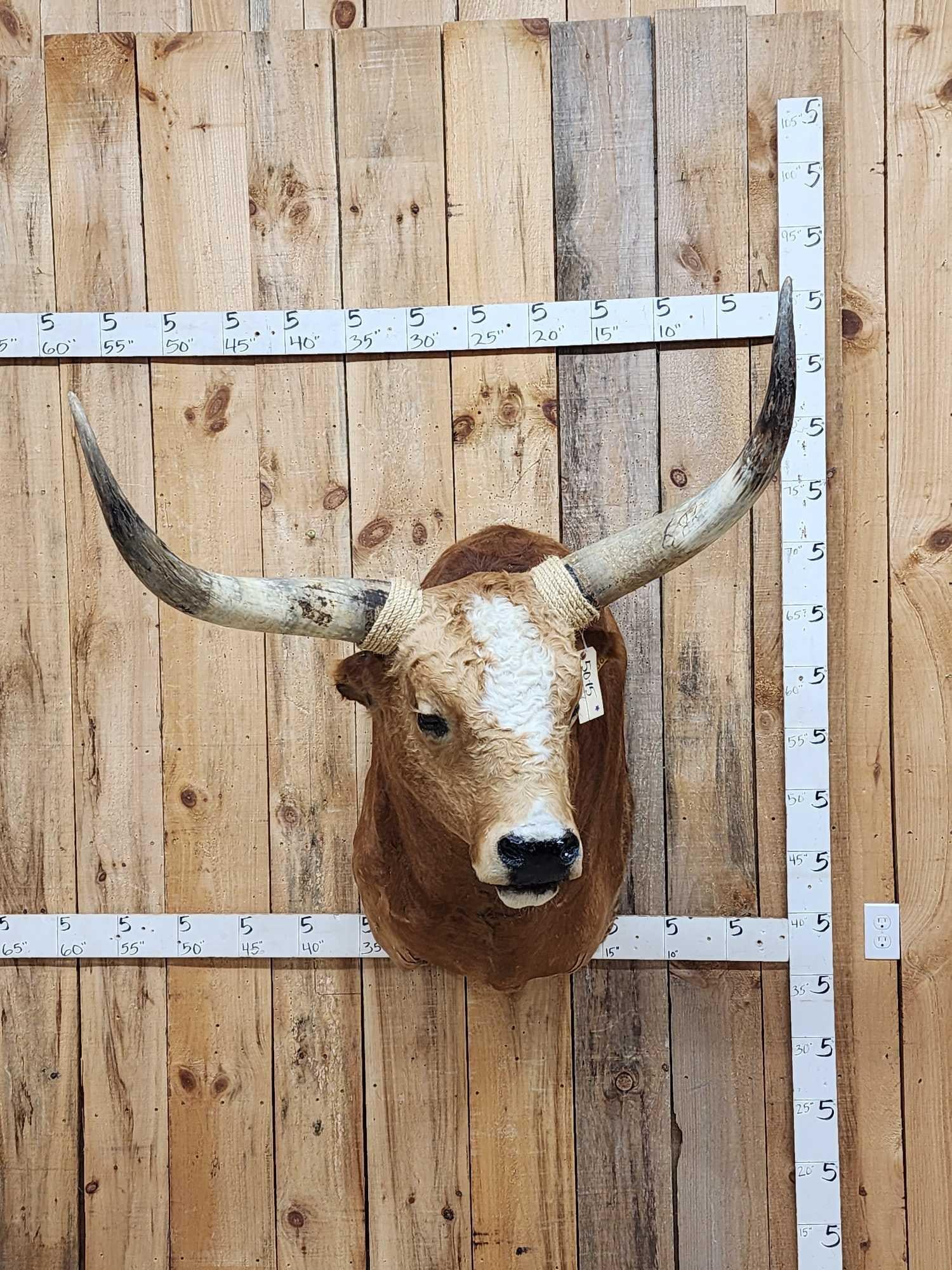 Mexican Fighting Bull Shoulder Mount Taxidermy (1 of 3)