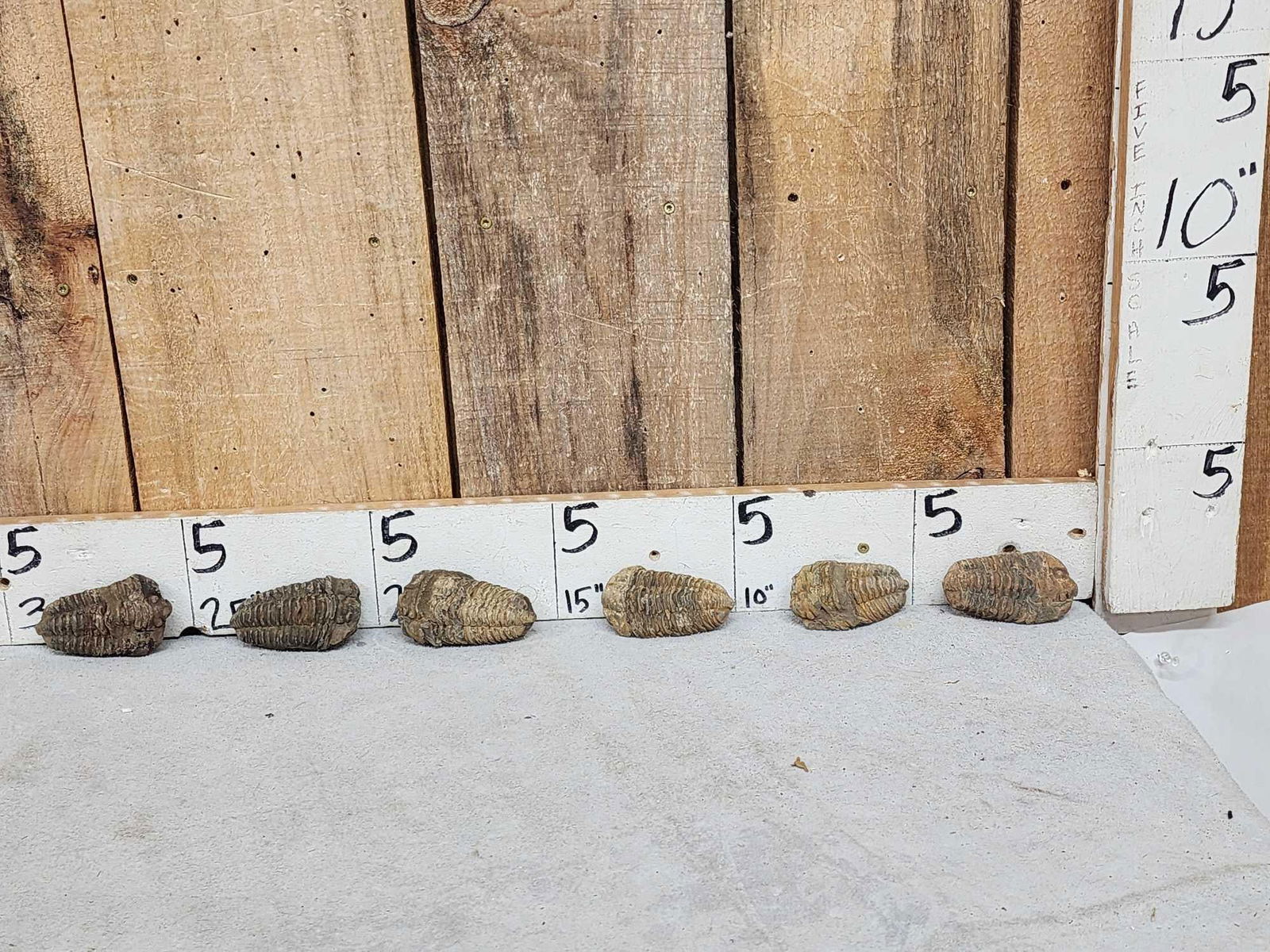 6 Prehistoric Fossilized Trilobites (1 of 7)