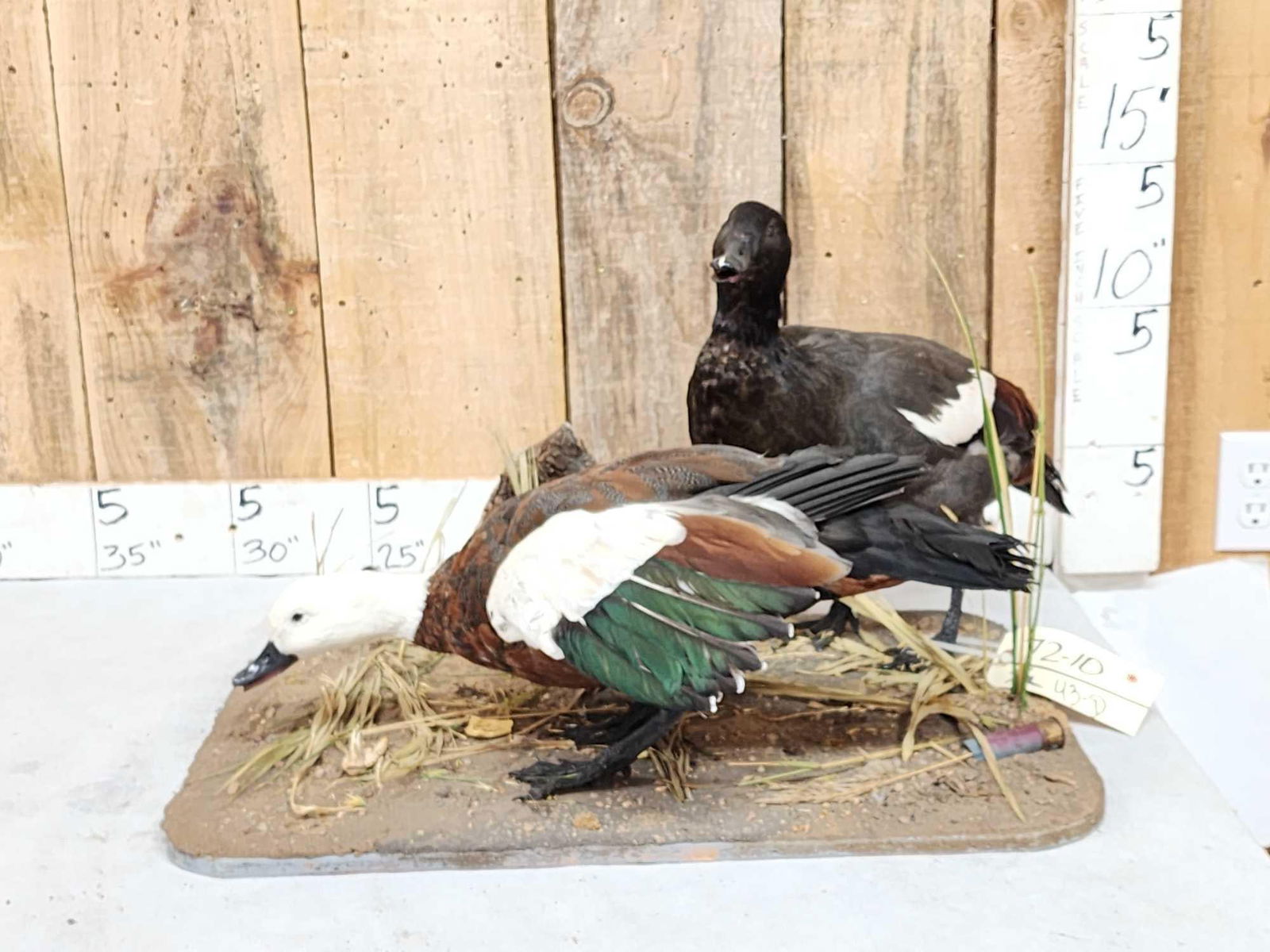 Pair Of African Paradise Shelducks Bird Taxidermy: 72.10 Male Female birds great colors