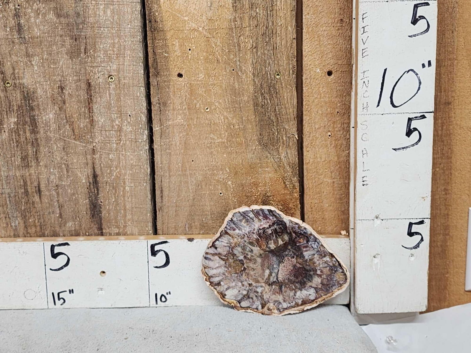Beautiful 1.5 Lbs Petrified Wood Mineral Specimen: 50.84 Slabed polished to a high sheen awesome colors