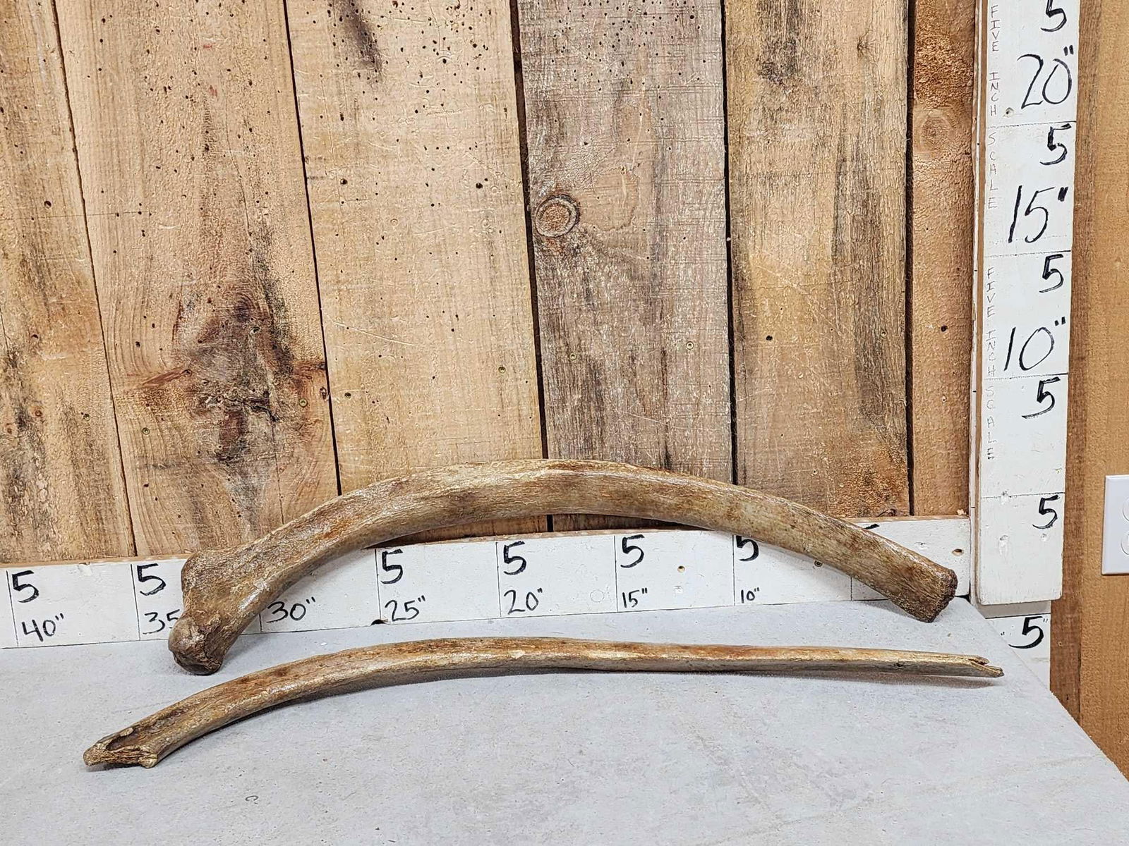 2 Ancient Woolly Mammoth Rib Bones Partially Fossilized Fossil: 50.67 Tens of thousands of years old stabilized 5.7 Lbs