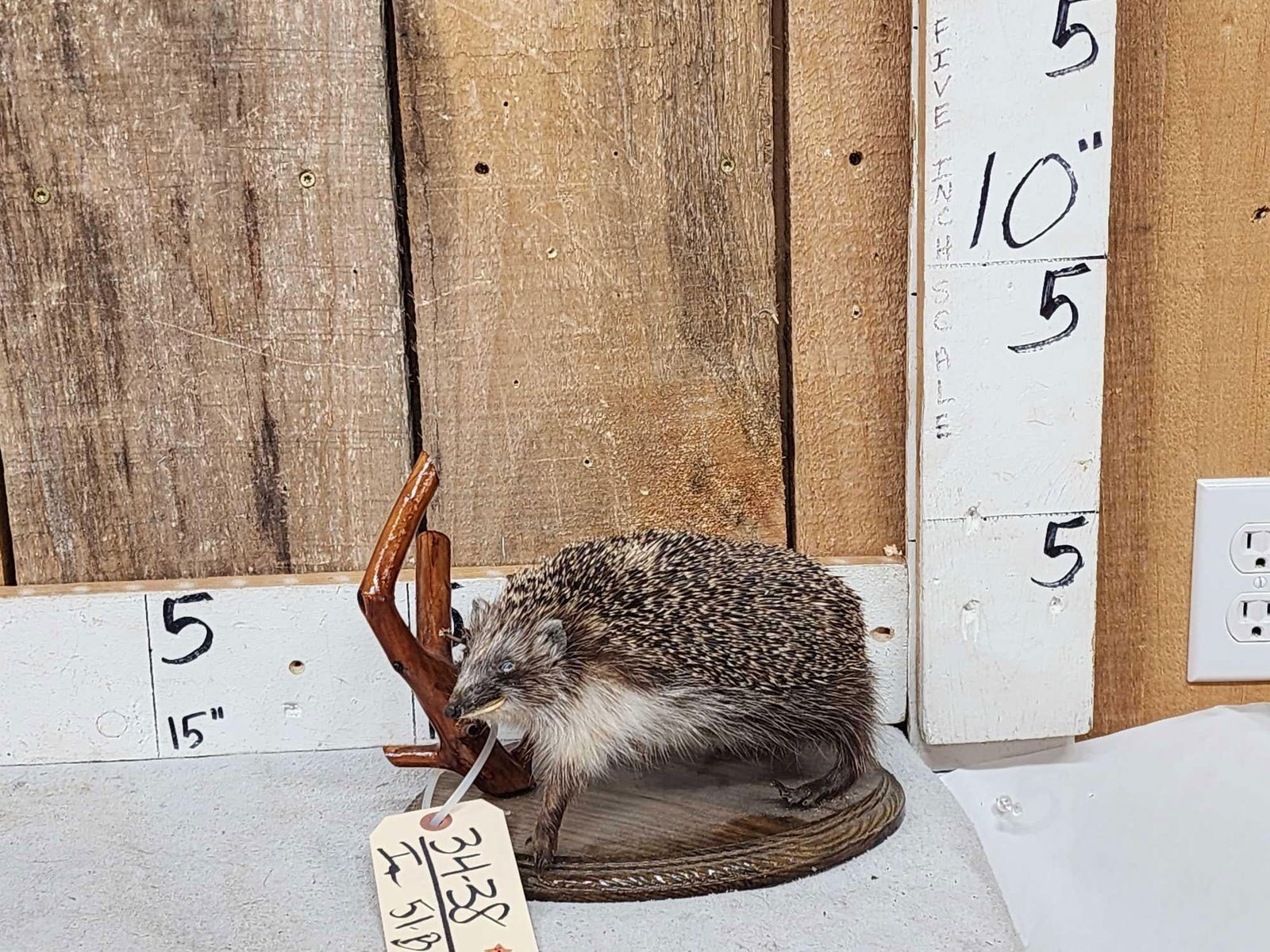 Hedgehog Full Body Taxidermy Mount (1 of 4)