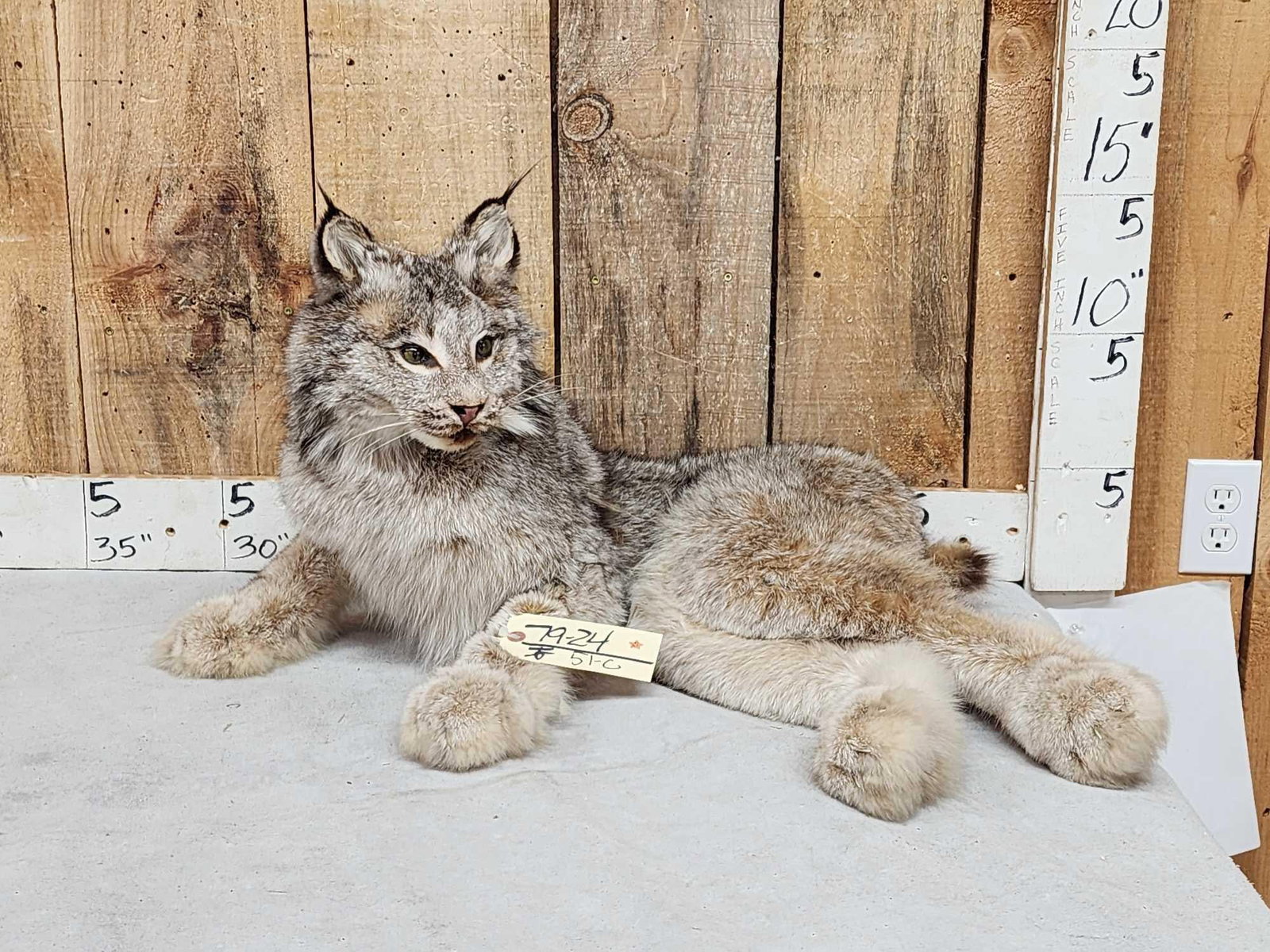 Alaskan Lynx Full Body Taxidermy Mount (1 of 5)