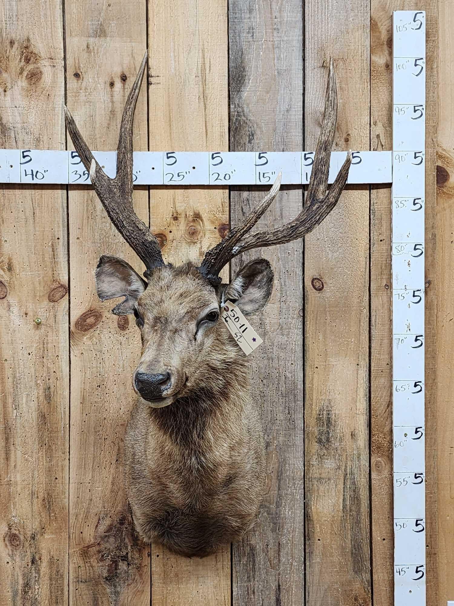 Rusa Deer Shoulder Mount Taxidermy (1 of 3)
