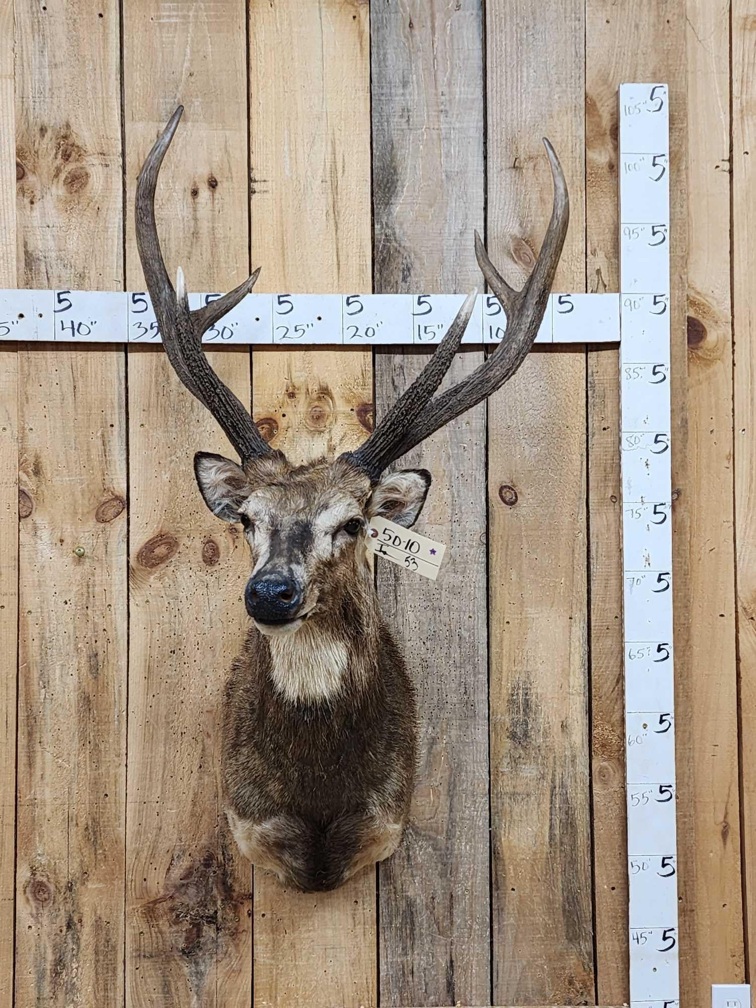 Rusa Deer Shoulder Mount Taxidermy (1 of 3)