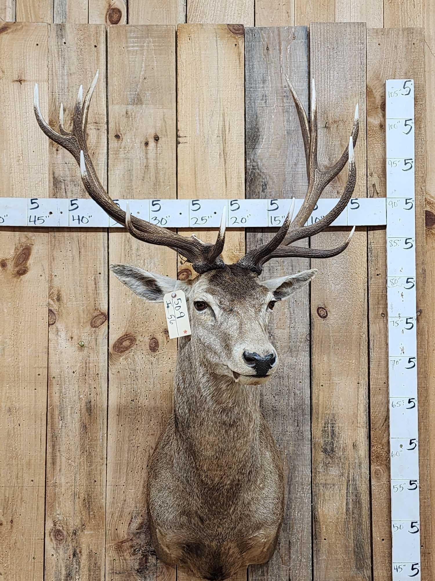 Red Stag Shoulder Mount Taxidermy (1 of 3)