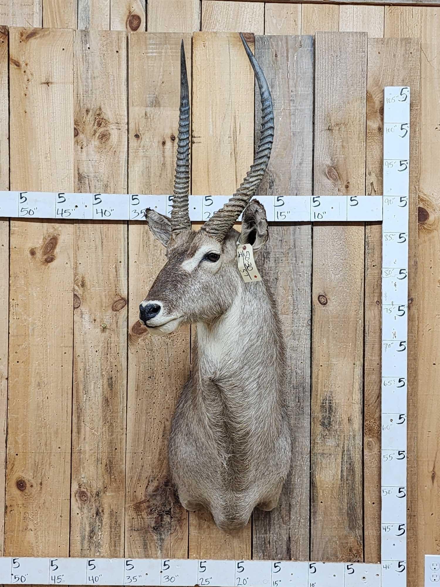 African Waterbuck Shoulder Mount Taxidermy (1 of 3)