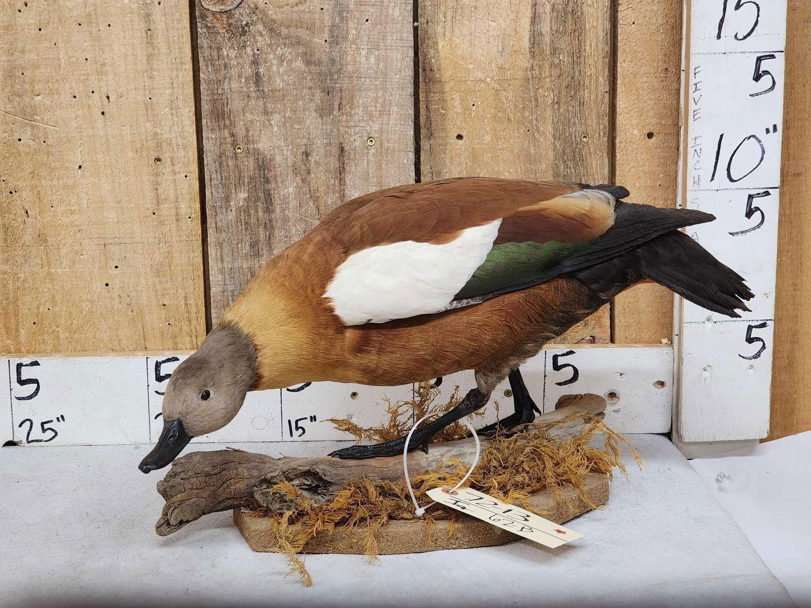 African Shelduck Full Body Bird Taxidermy (1 of 5)