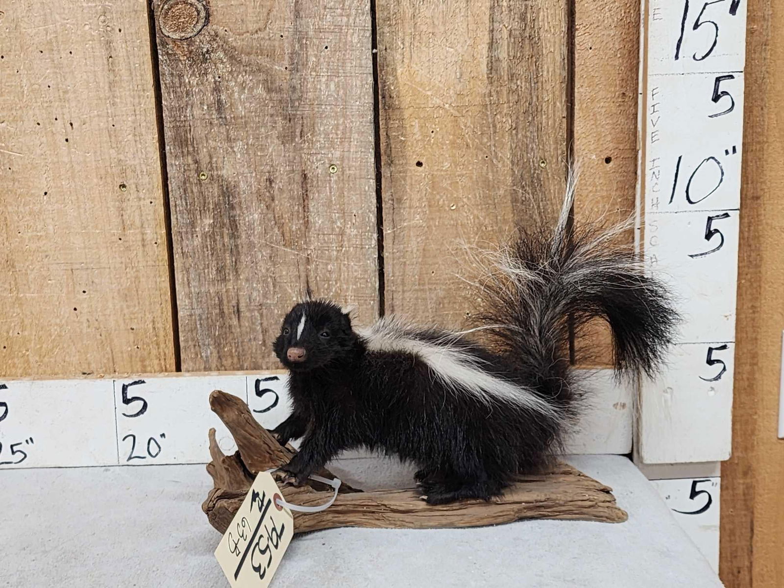 Juvenile Skunk Full Body Taxidermy Mount (1 of 4)