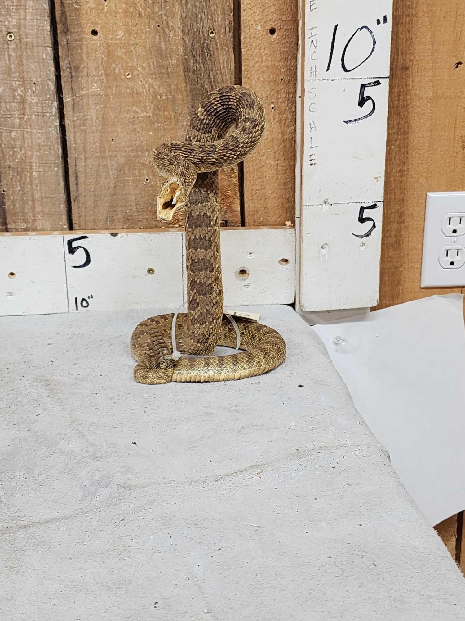 Diamondback Rattlesnake Full Body Taxidermy Mount (1 of 4)