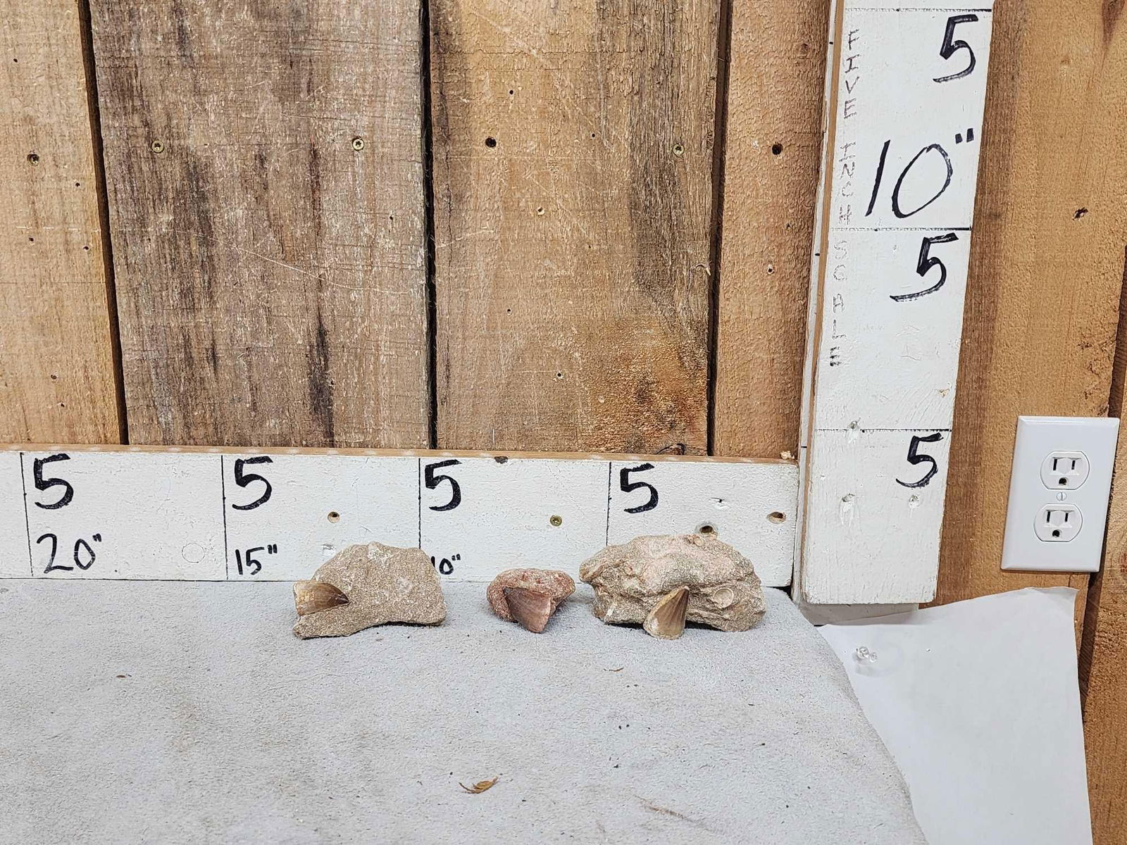 Prehistoric Mosasaur Teeth In Matrix: 50.87 Millions of years old one money buys the lot