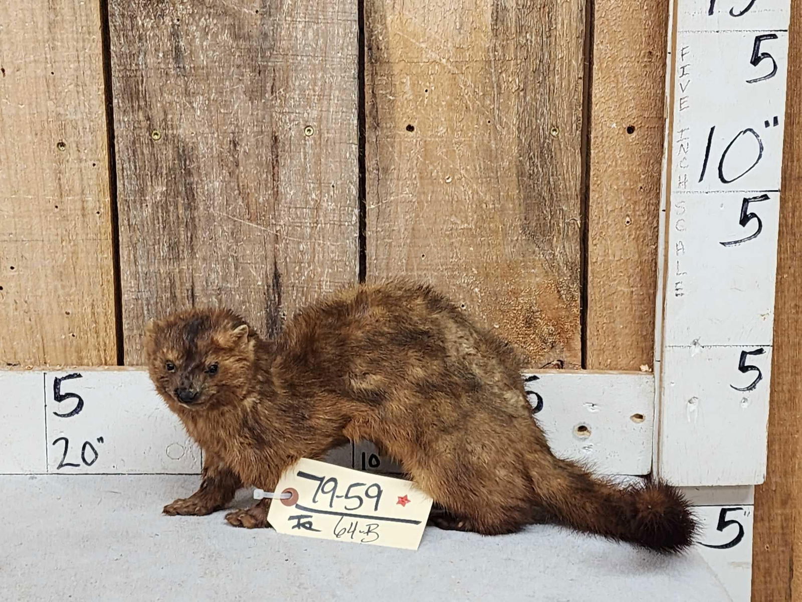 Mink Full Body Taxidermy Mount: 79.59 Free standing mount put him anywhere in your display
