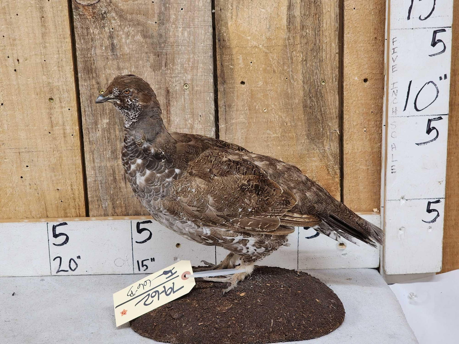 Blue Grouse Full Body Bird Taxidermy (1 of 6)