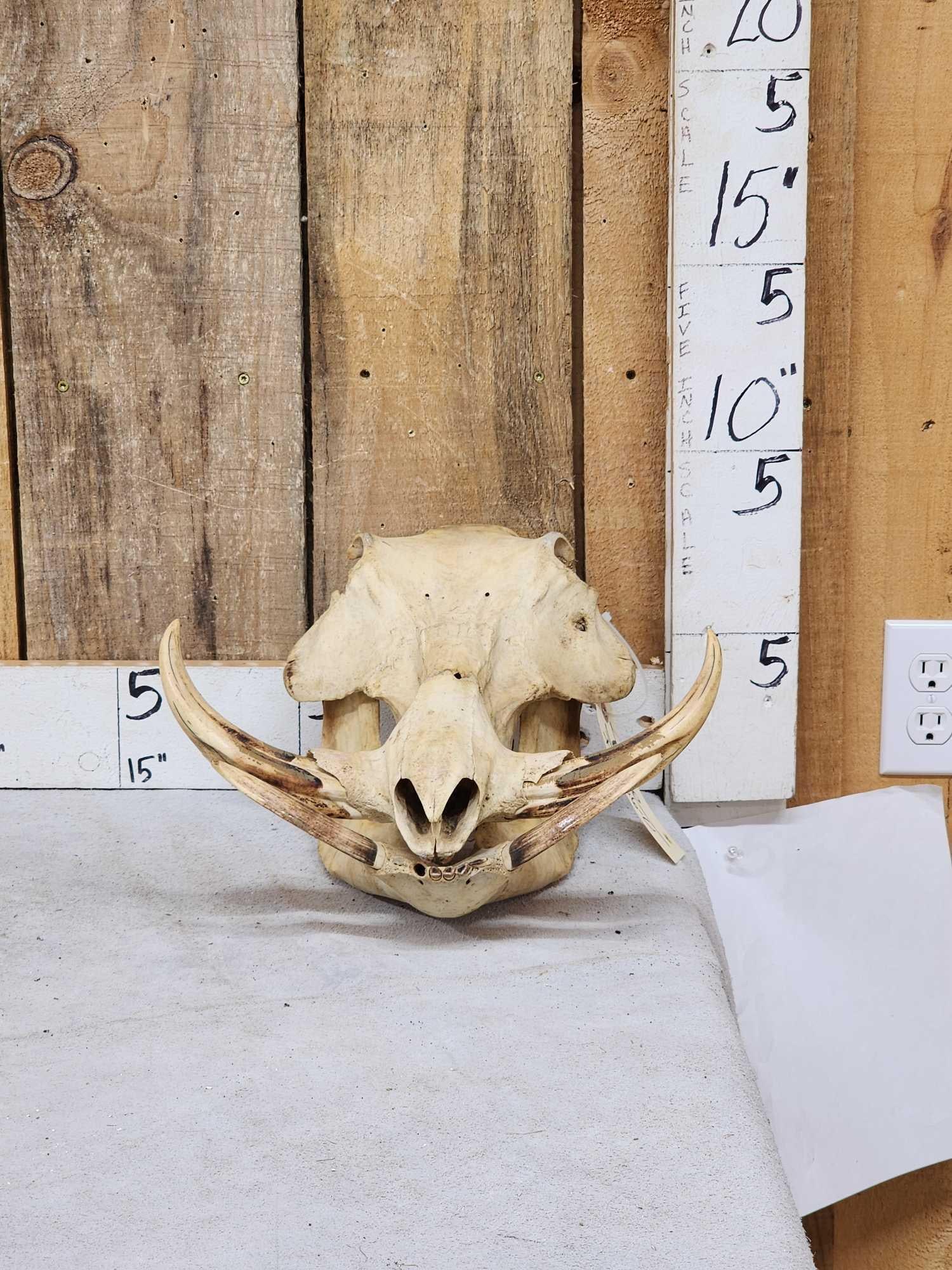 African Warthog Skull Taxidermy: 77.6 Big real tusks