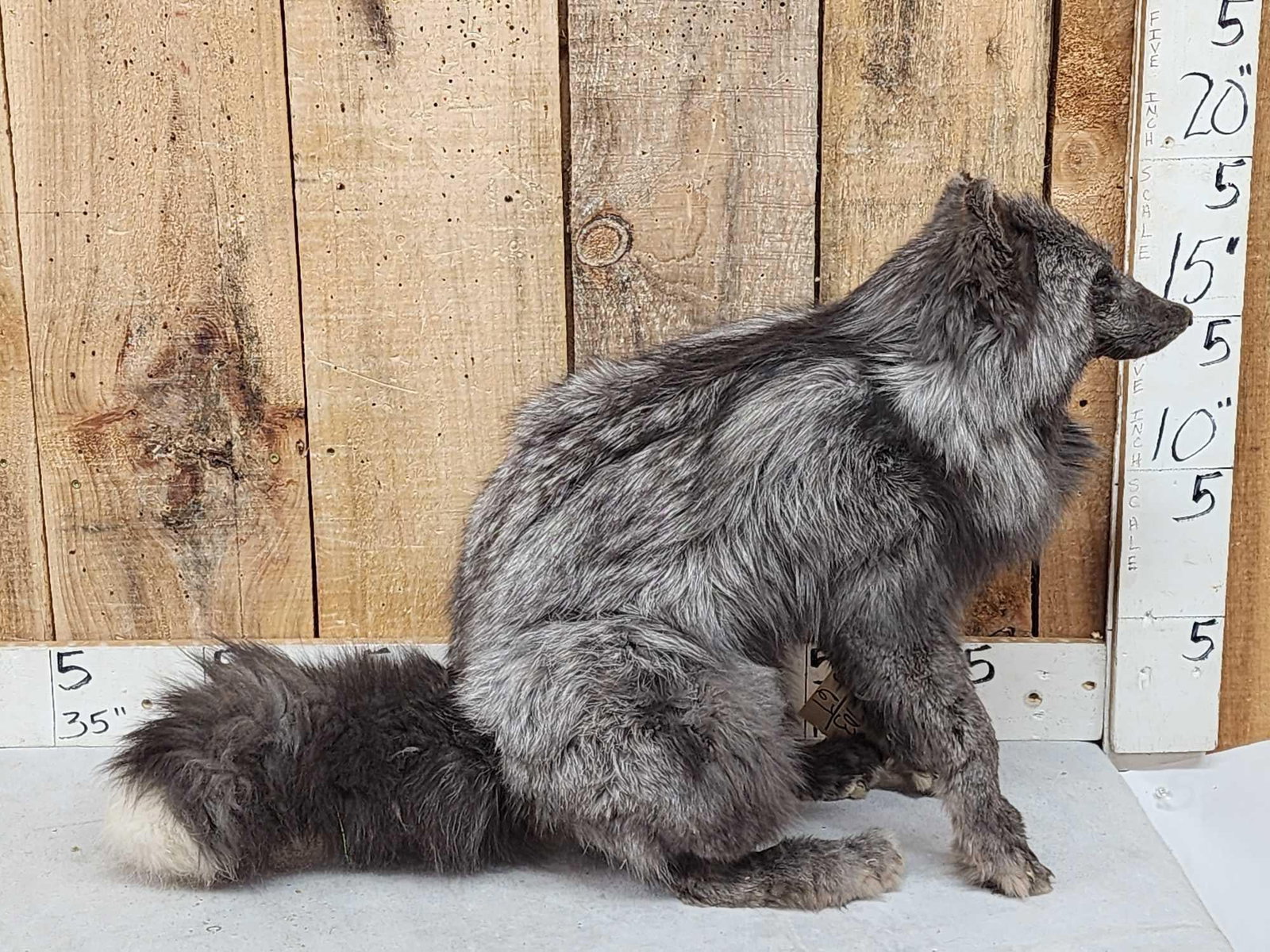 Blue Ranch Fox Full Body Taxidermy Mount (1 of 4)