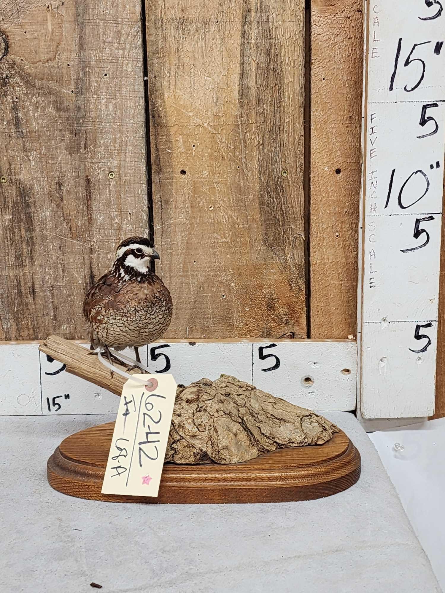 Quail Full Body Bird Taxidermy (1 of 7)