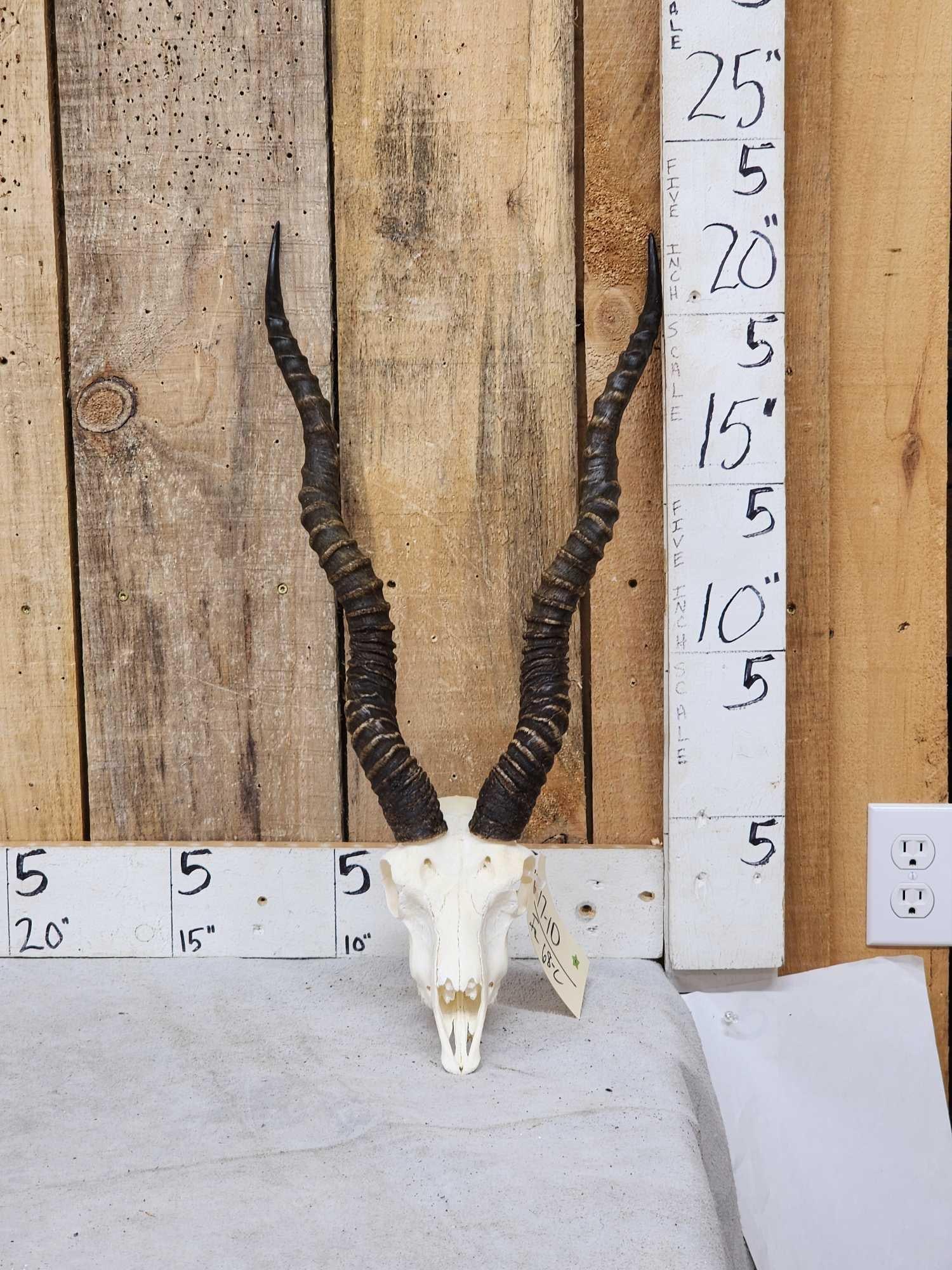 Indiana Black Buck Skull Taxidermy (1 of 3)