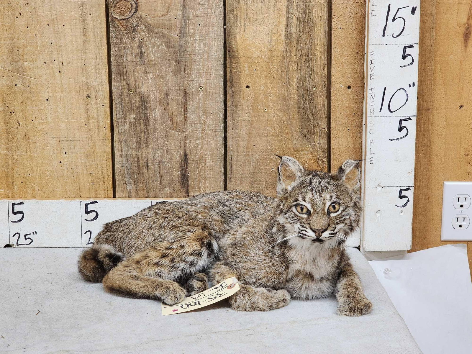 Bobcat Full Body Taxidermy Mount (1 of 4)
