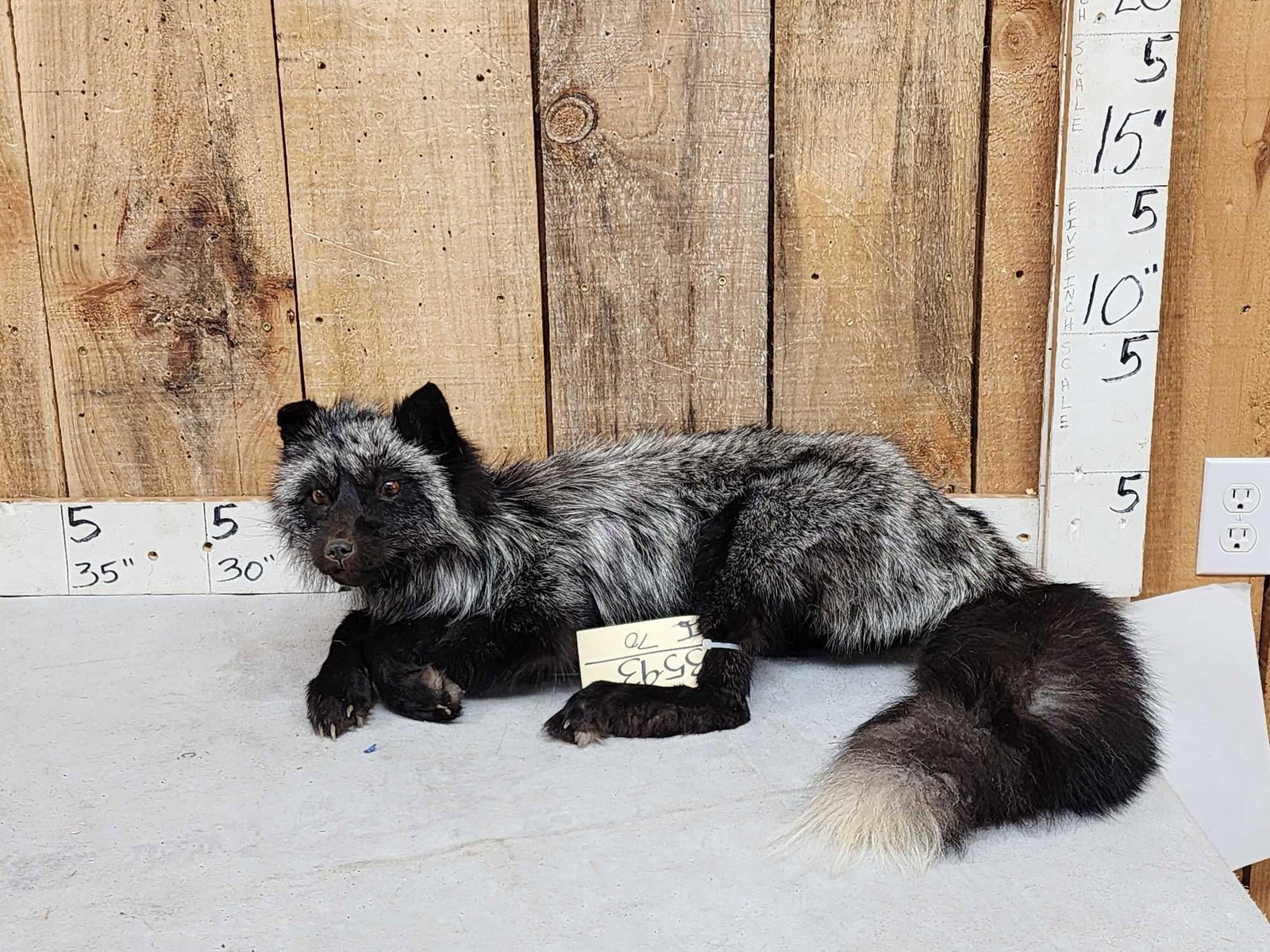 Silver Fox Full Body Taxidermy Mount (1 of 4)