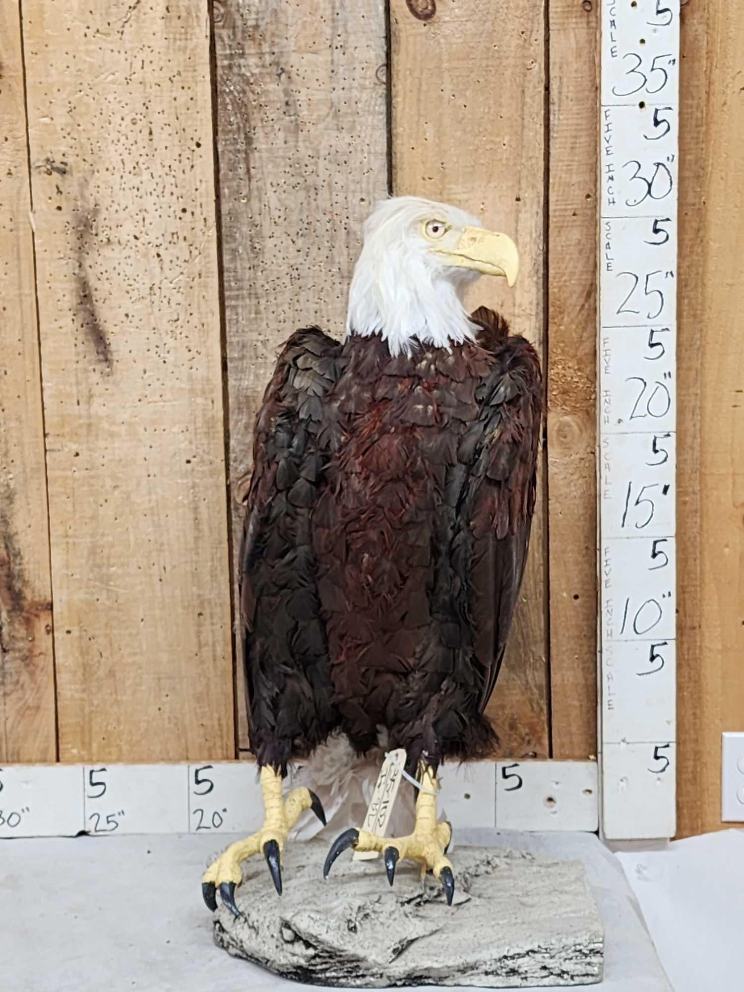 Reproduction Eagle Taxidermy (1 of 3)