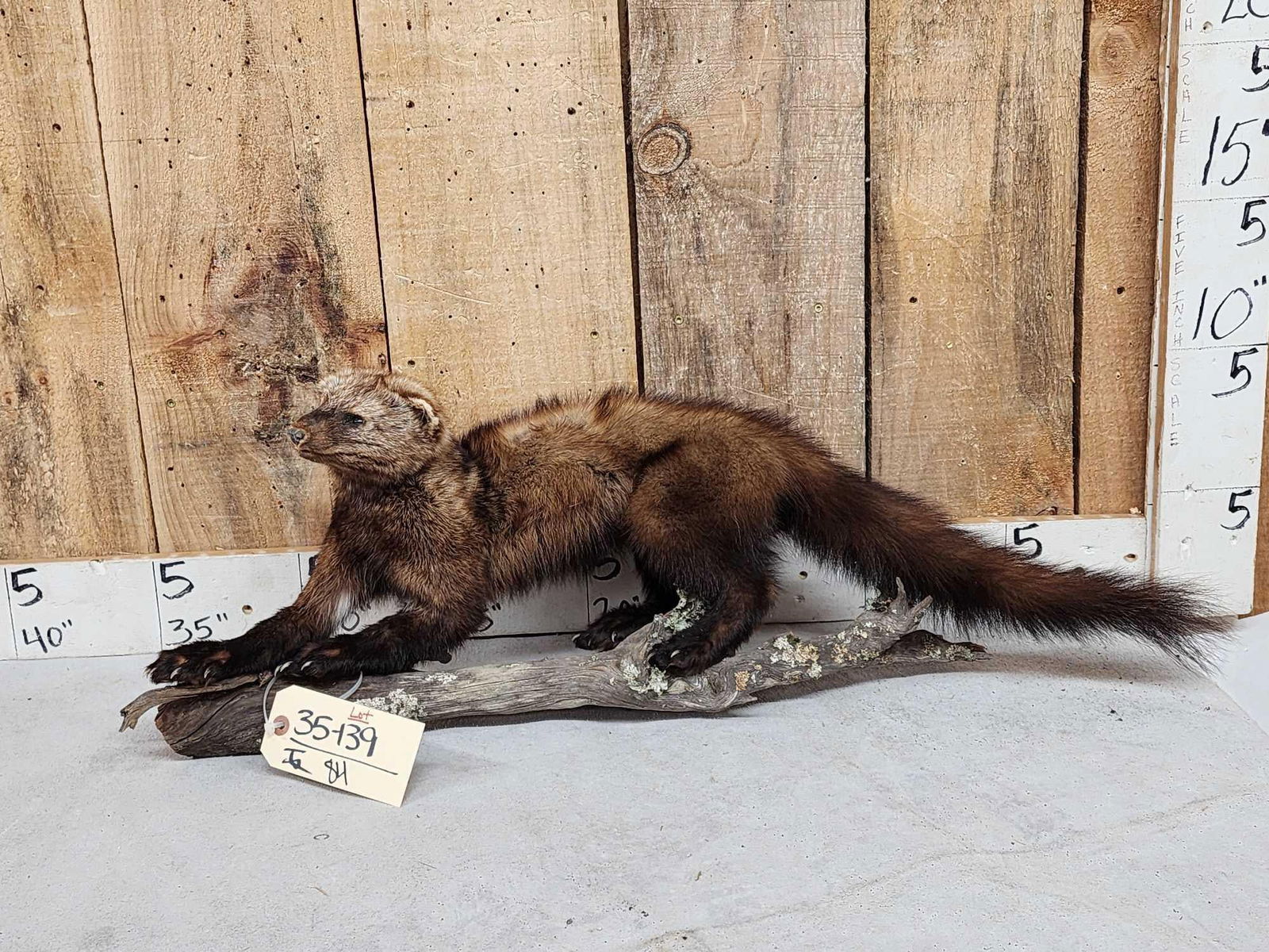 North America Fisher Full Body Taxidermy Mount (1 of 3)