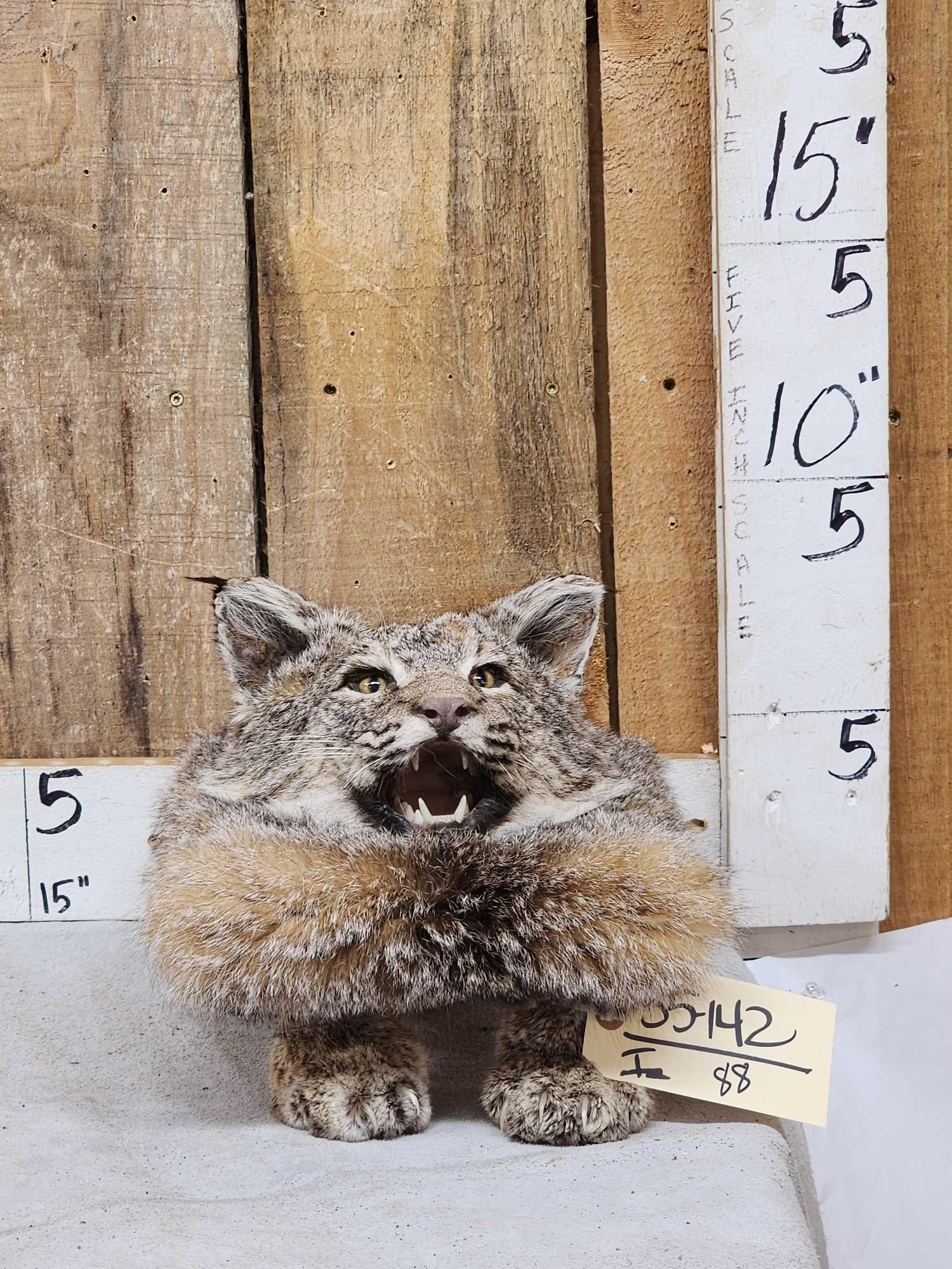 Bobcat Table Top Pedestal Taxidermy Mount (1 of 5)