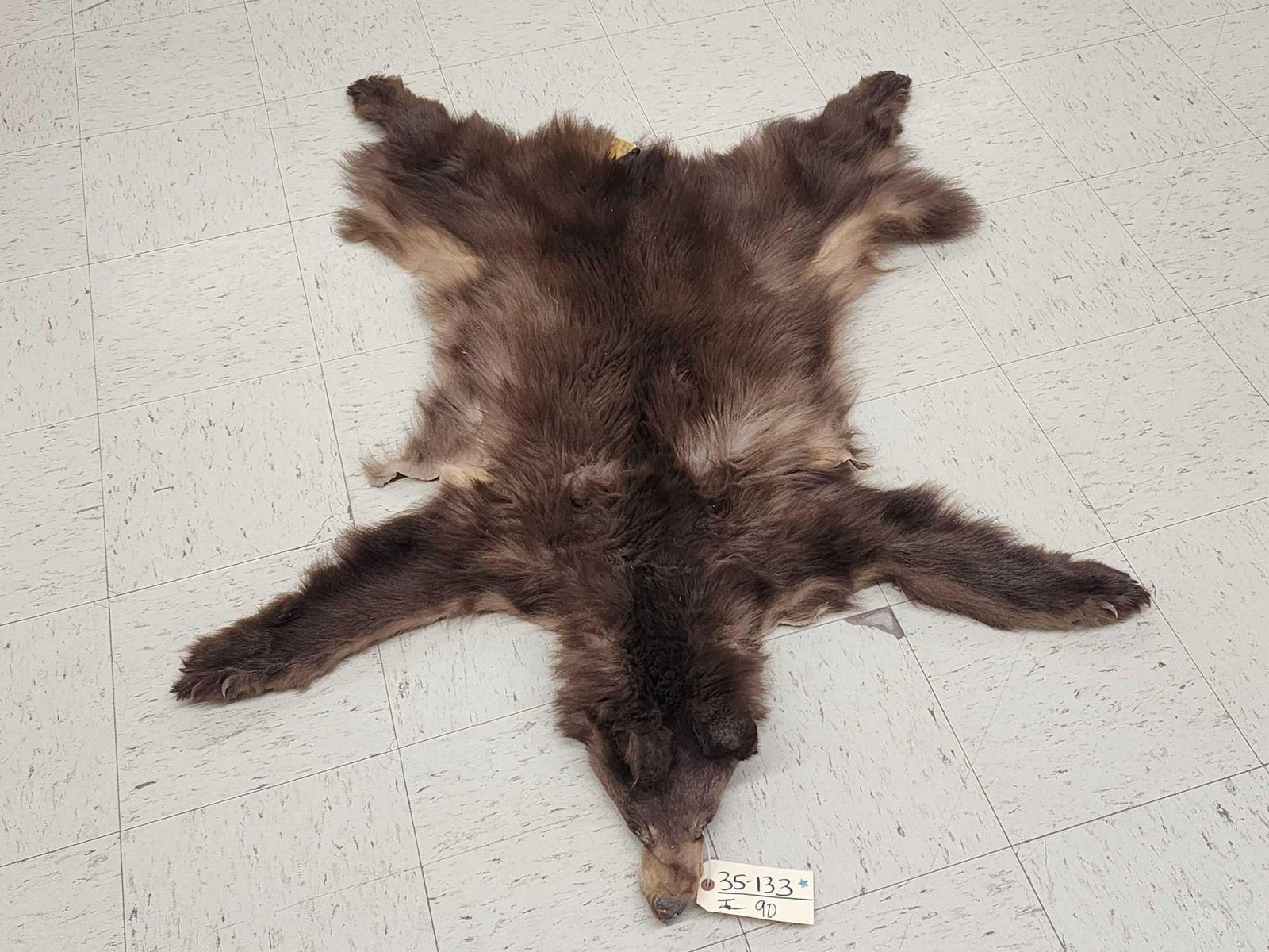 Chocolate Phase Black Bear Soft Tanned Fur Taxidermy (1 of 3)