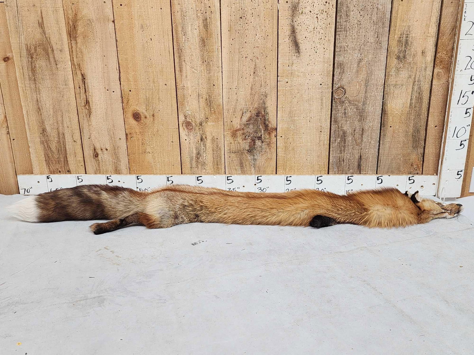 Big Red Fox Soft Tanned Fur Taxidermy (1 of 7)