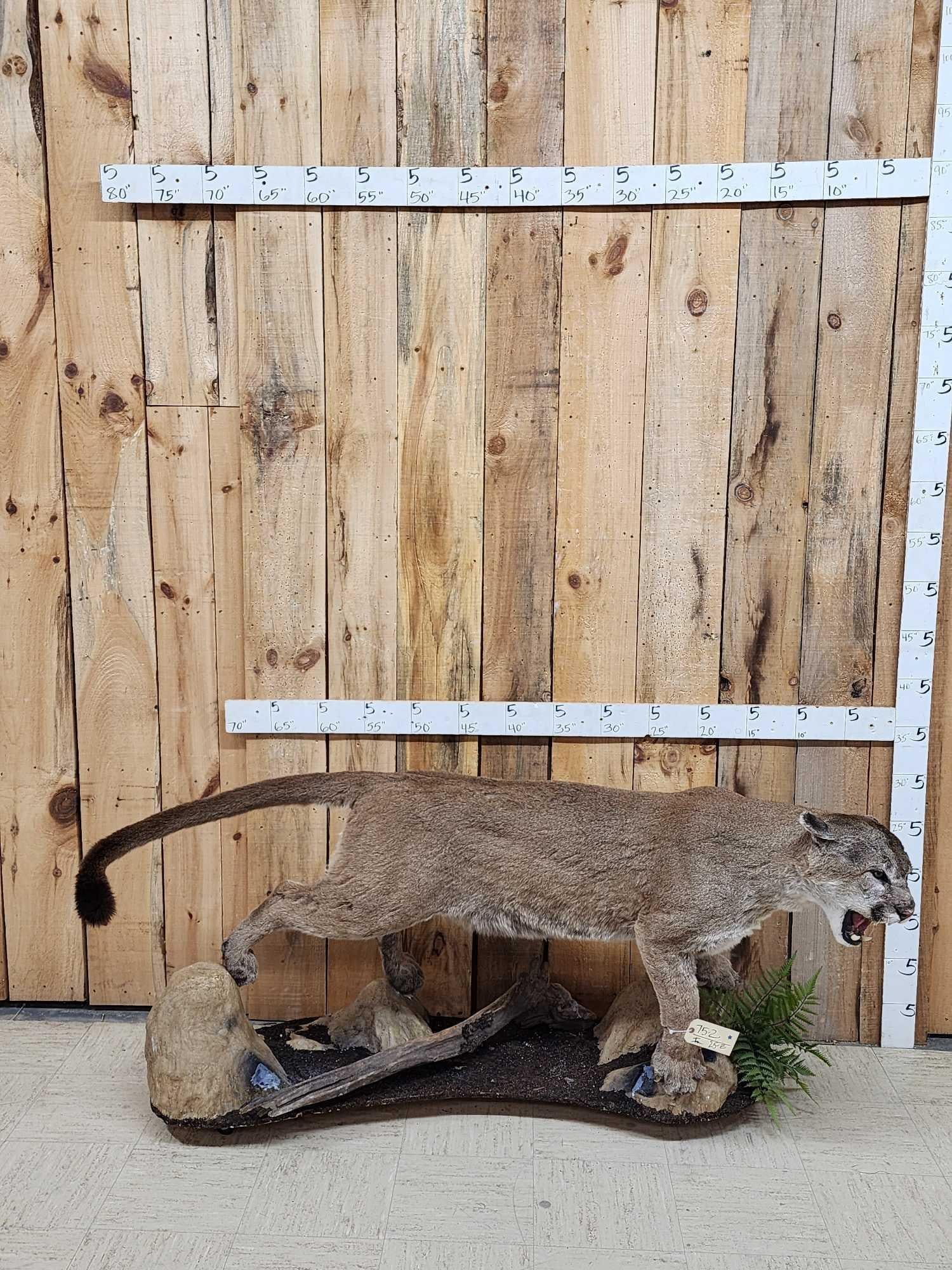 Mountain Lion Cougar Full Body Taxidermy Mount (1 of 5)