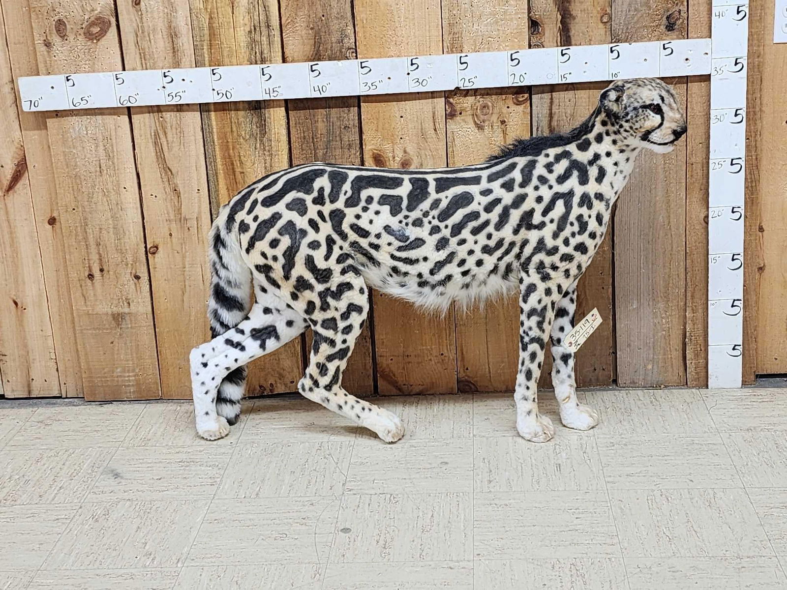 100% Reproduction Cheetah Full Body Taxidermy Mount (1 of 4)
