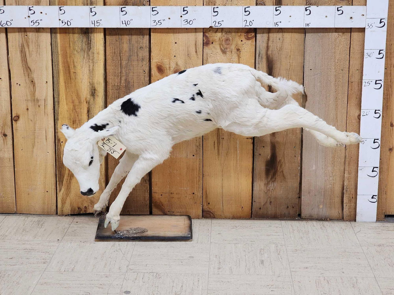 Holstein Calf At Play Full Body Taxidermy Mount (1 of 5)