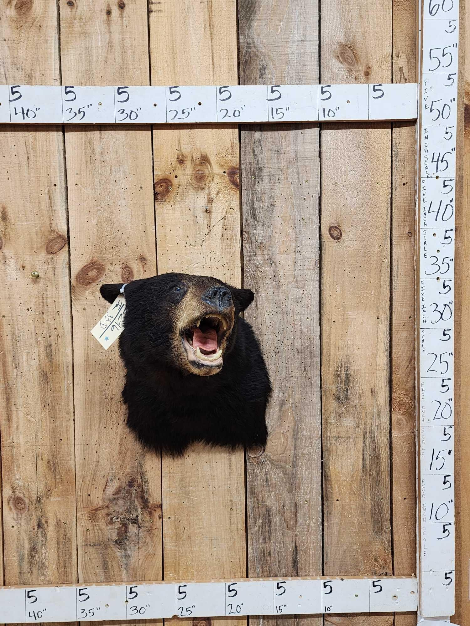 Black Bear Shoulder Mount Taxidermy (1 of 4)