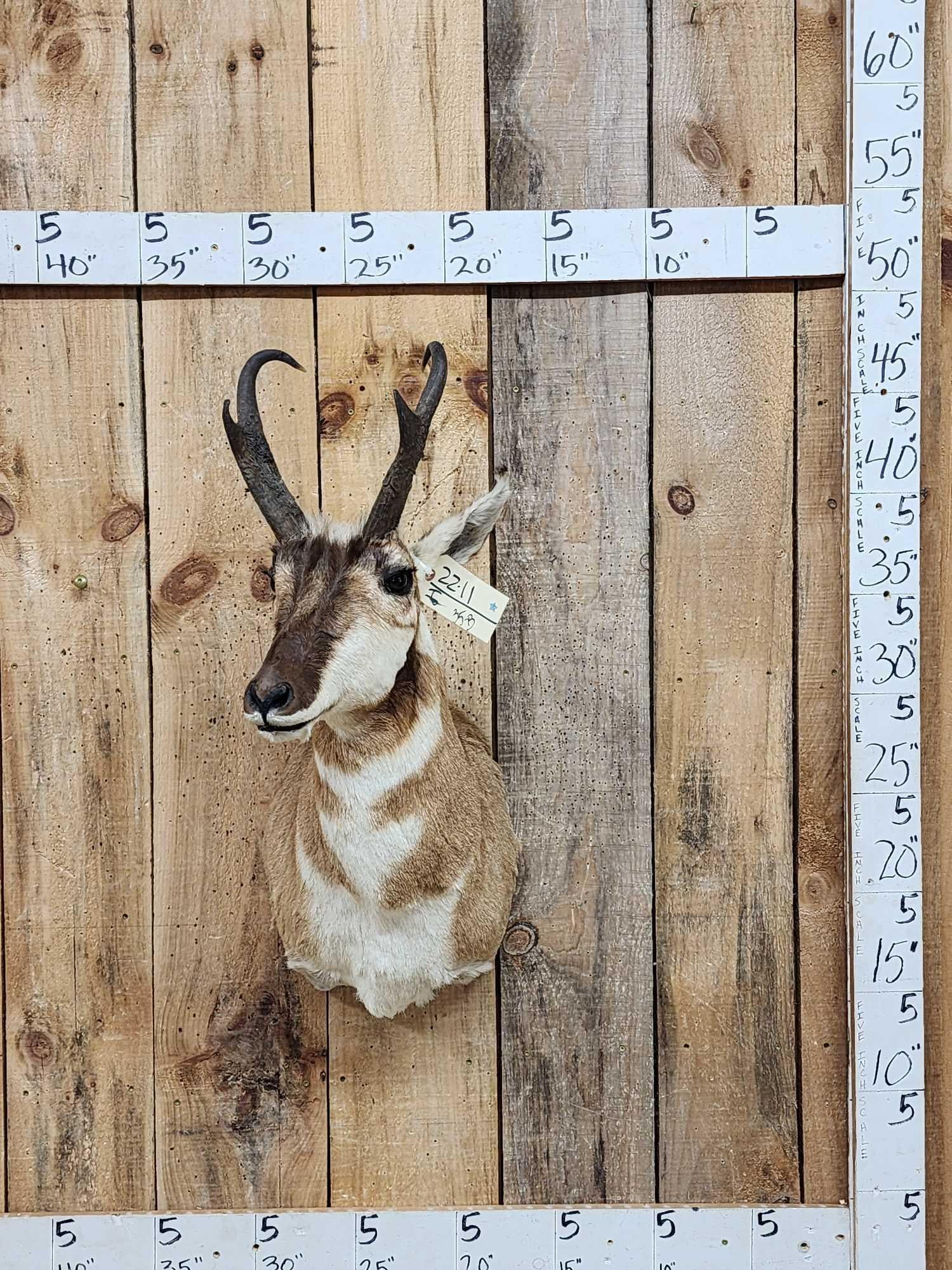 Pronghorn Antelope Shoulder Mount Taxidermy (1 of 4)