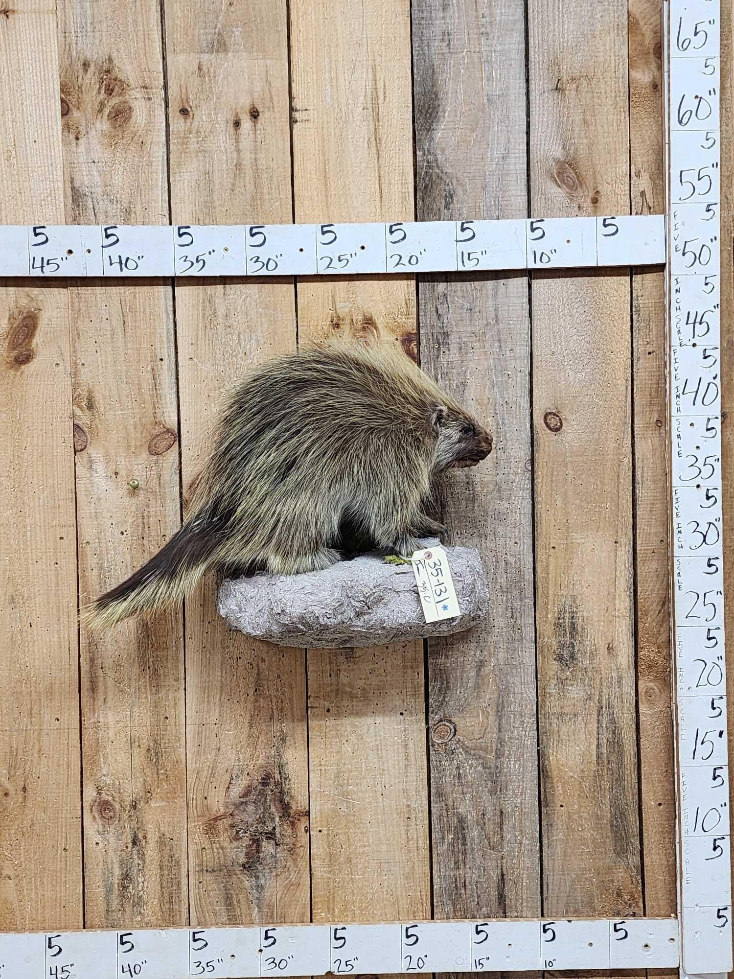 Porcupine Full Body Taxidermy Mount (1 of 5)