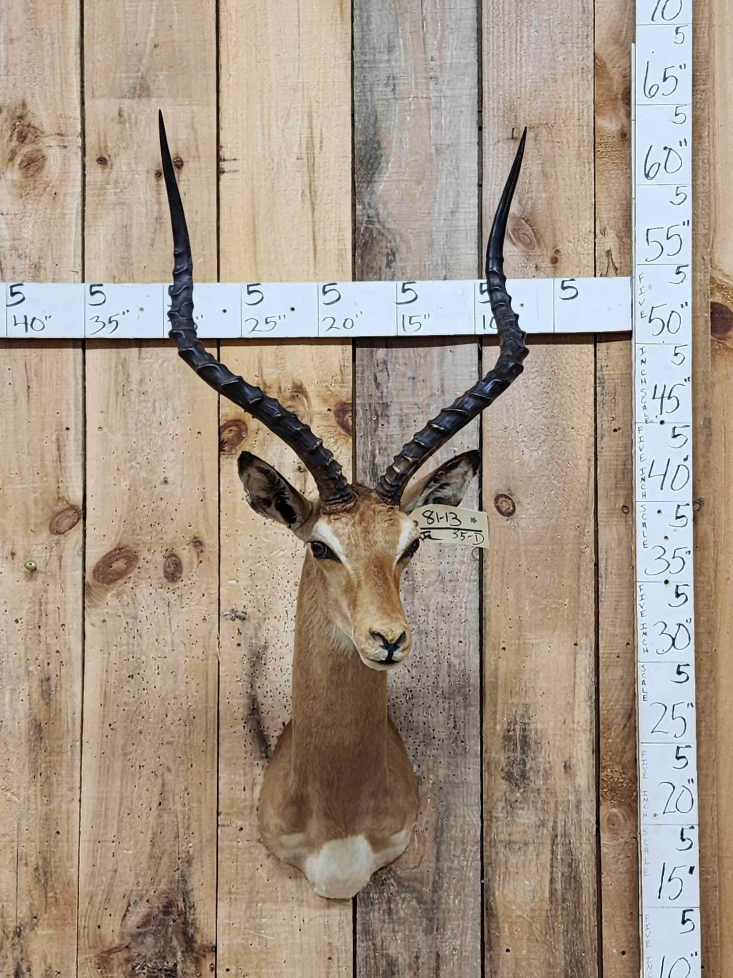 African Impala Shoulder Mount Taxidermy (1 of 3)