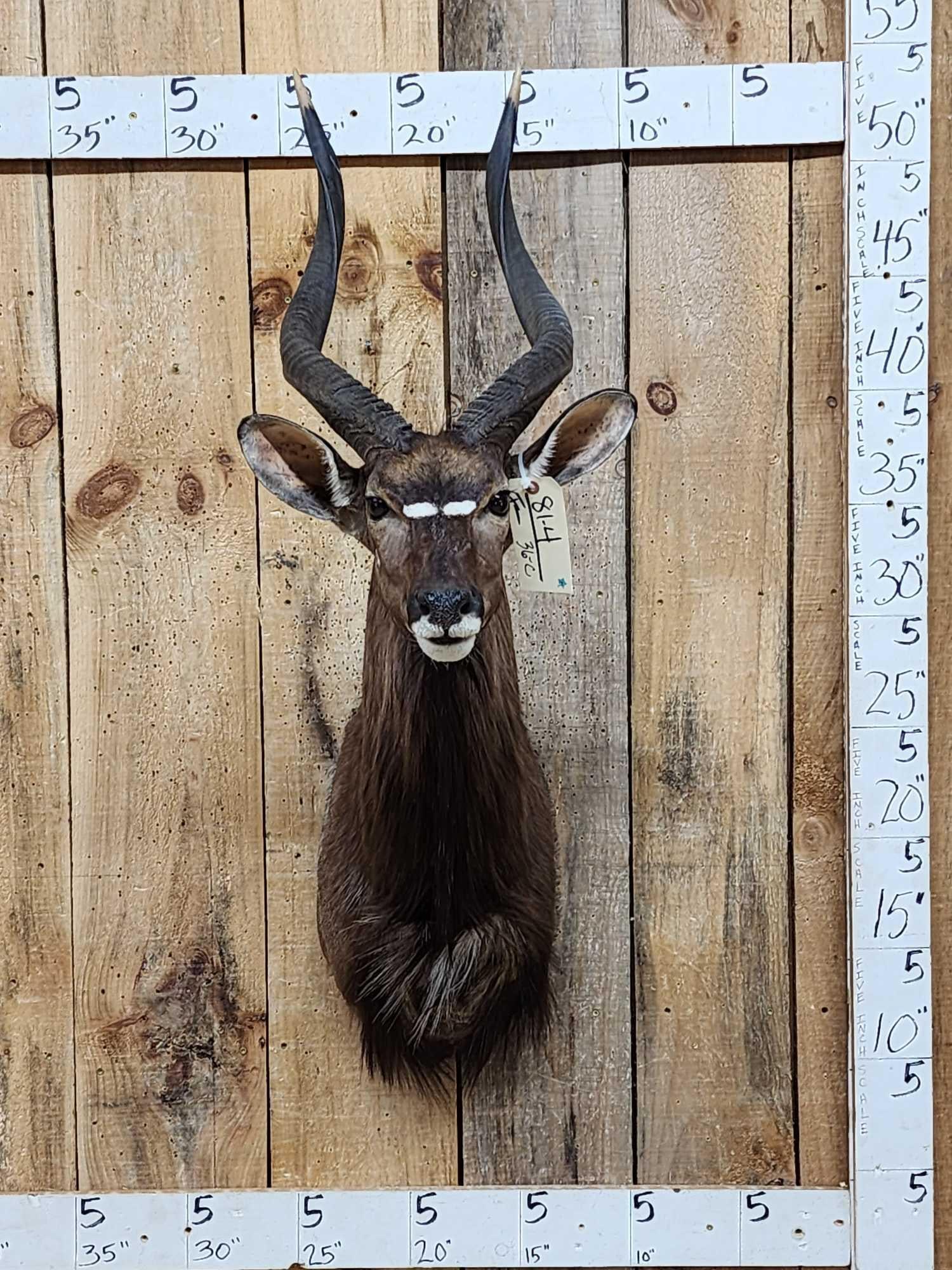 African Nyala Shoulder Mount Taxidermy (1 of 3)