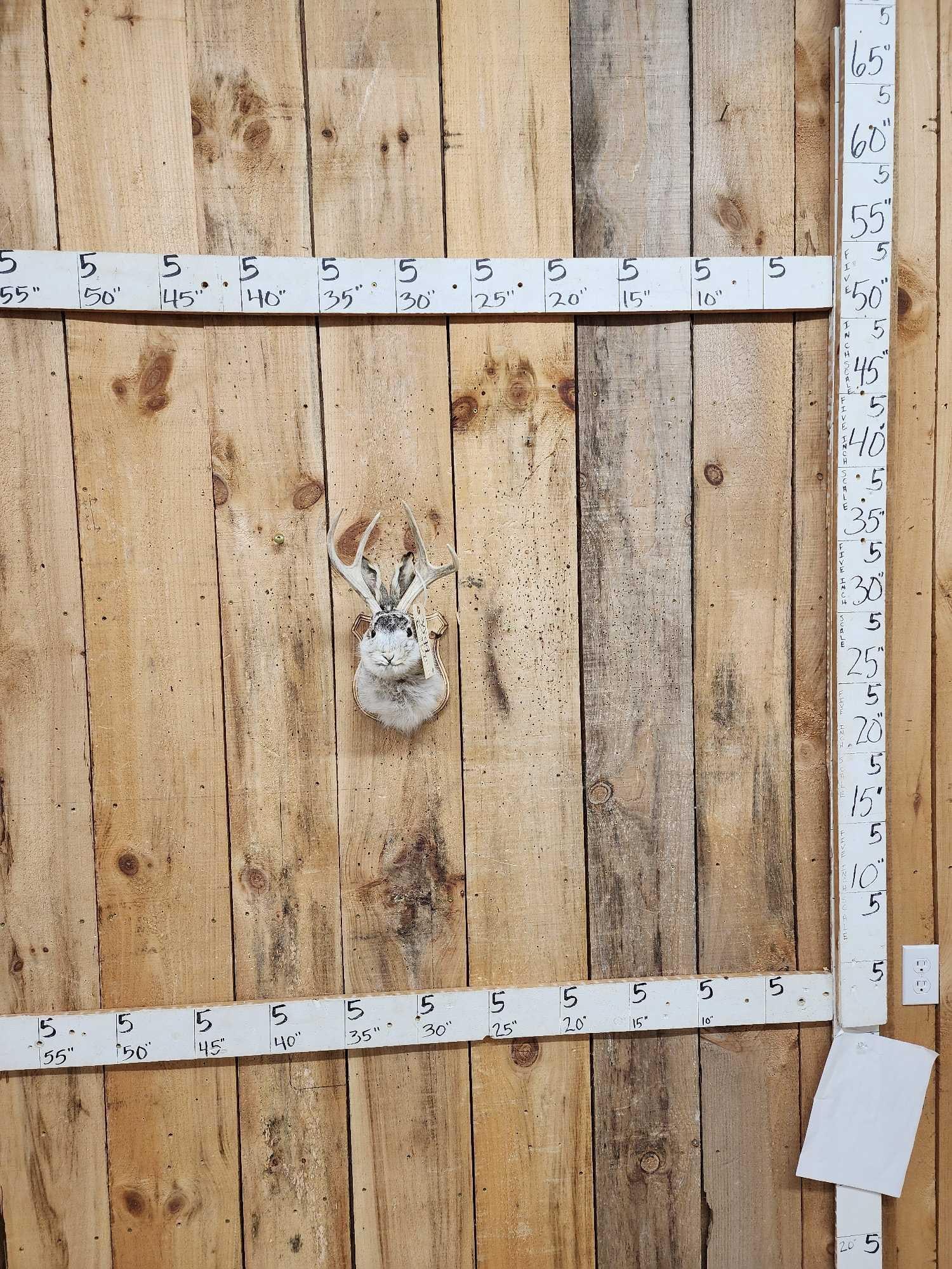 Jackalope Shoulder Mount Taxidermy: 35.99 Recently mounted cool piece