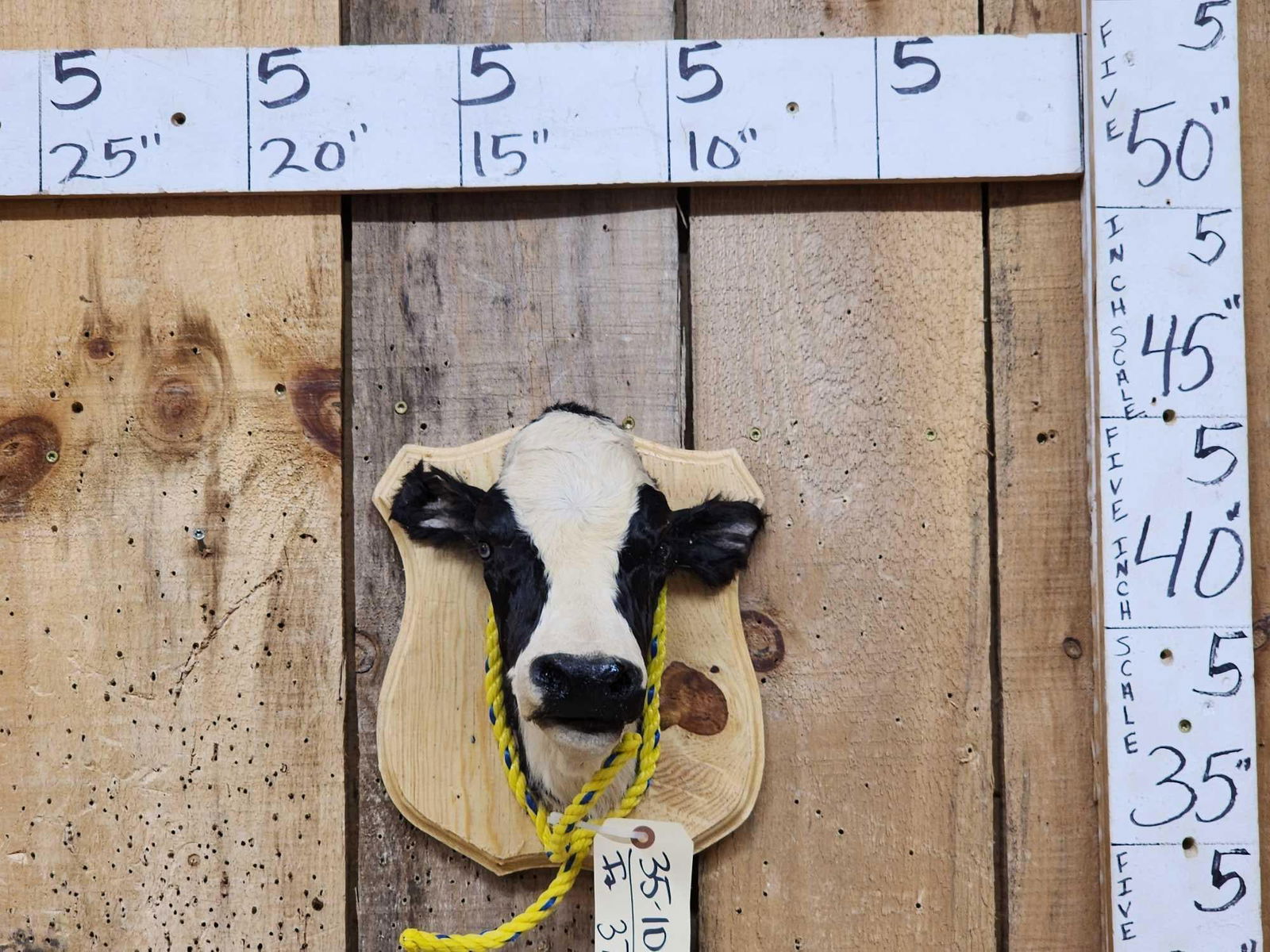 Holstein Calf Shoulder Mount Taxidermy (1 of 3)