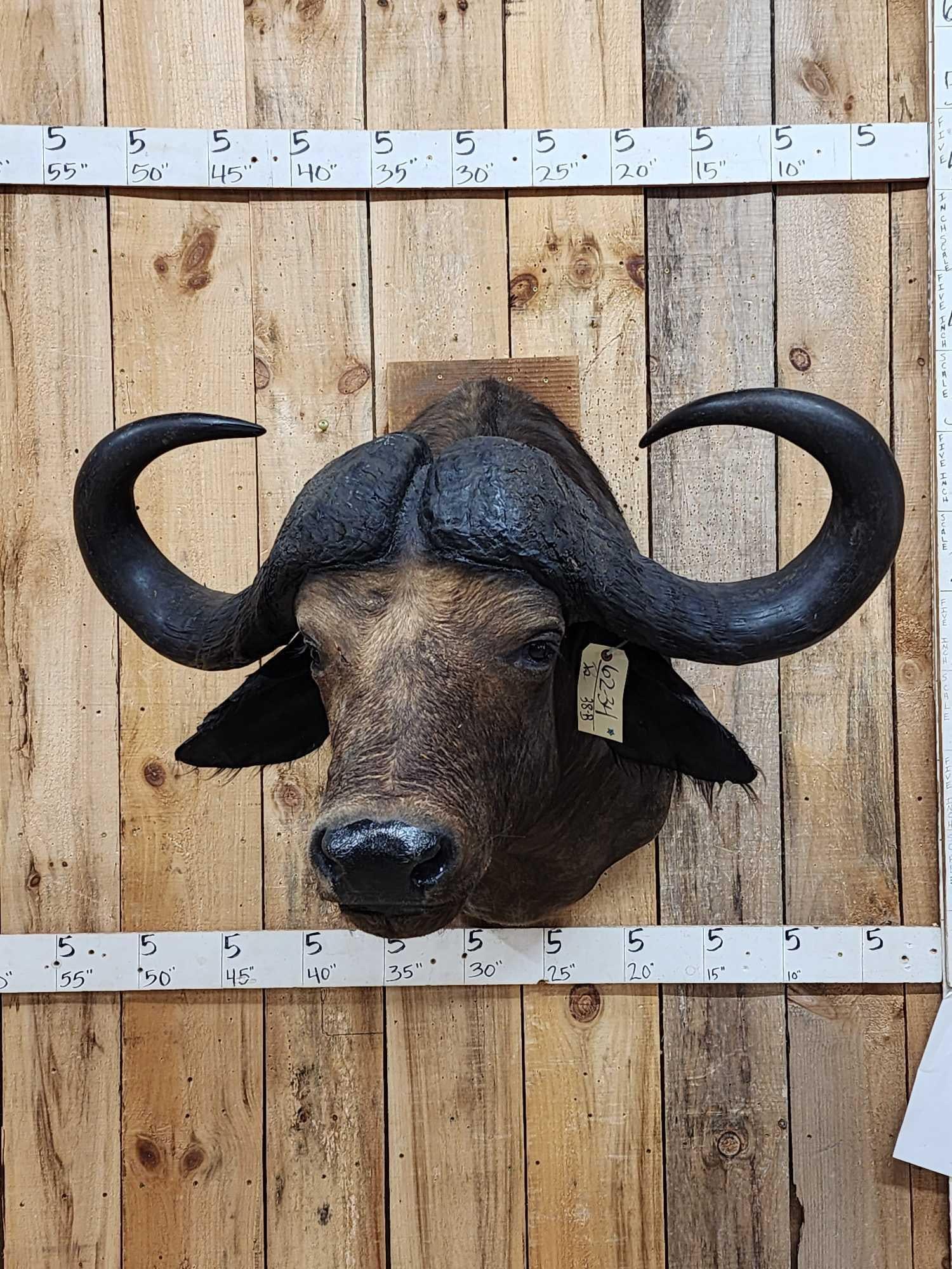 African Cape Buffalo Shoulder Mount Taxidermy (1 of 5)