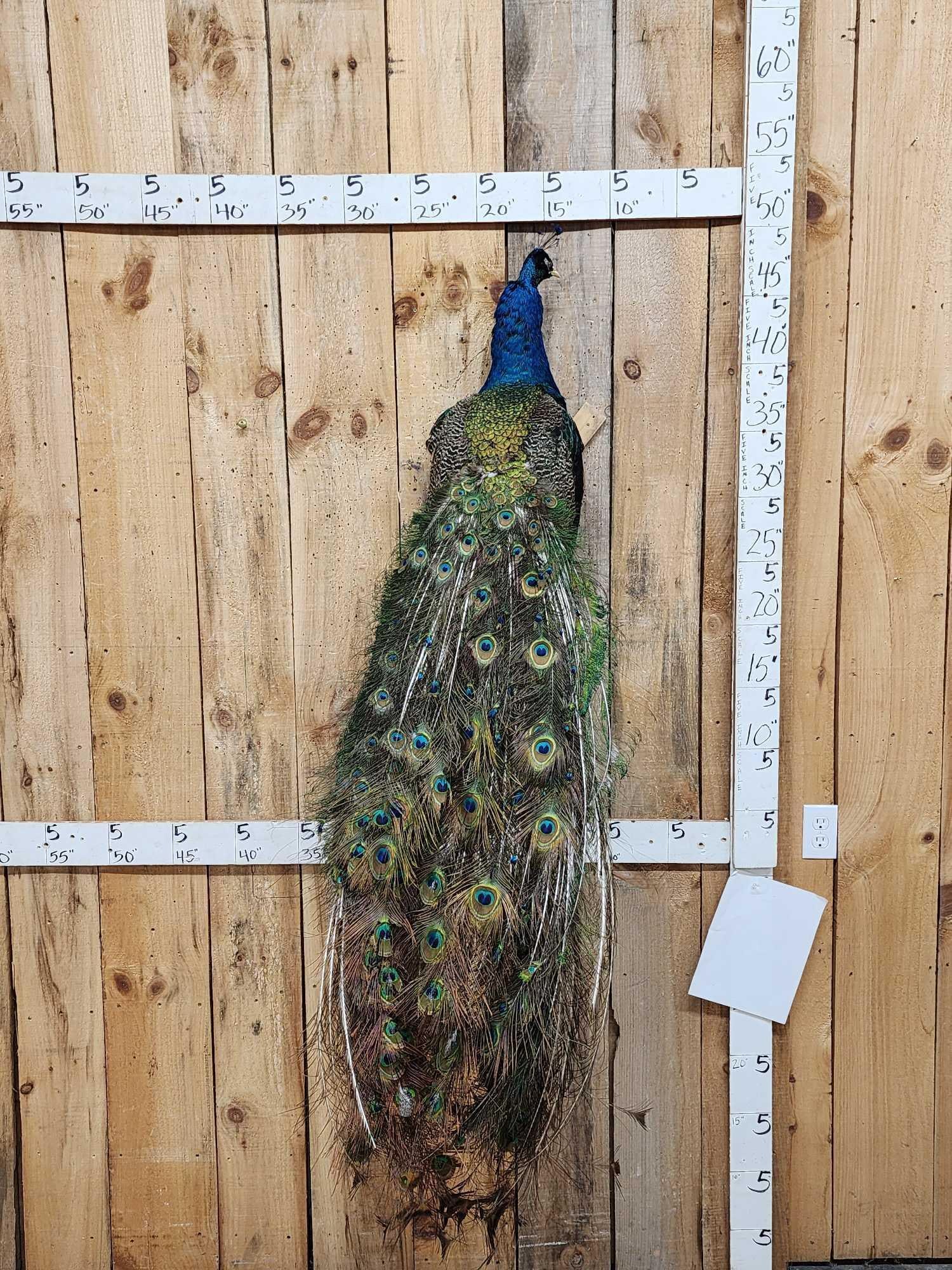 Indian Peacock Full Body Bird Taxidermy (1 of 5)