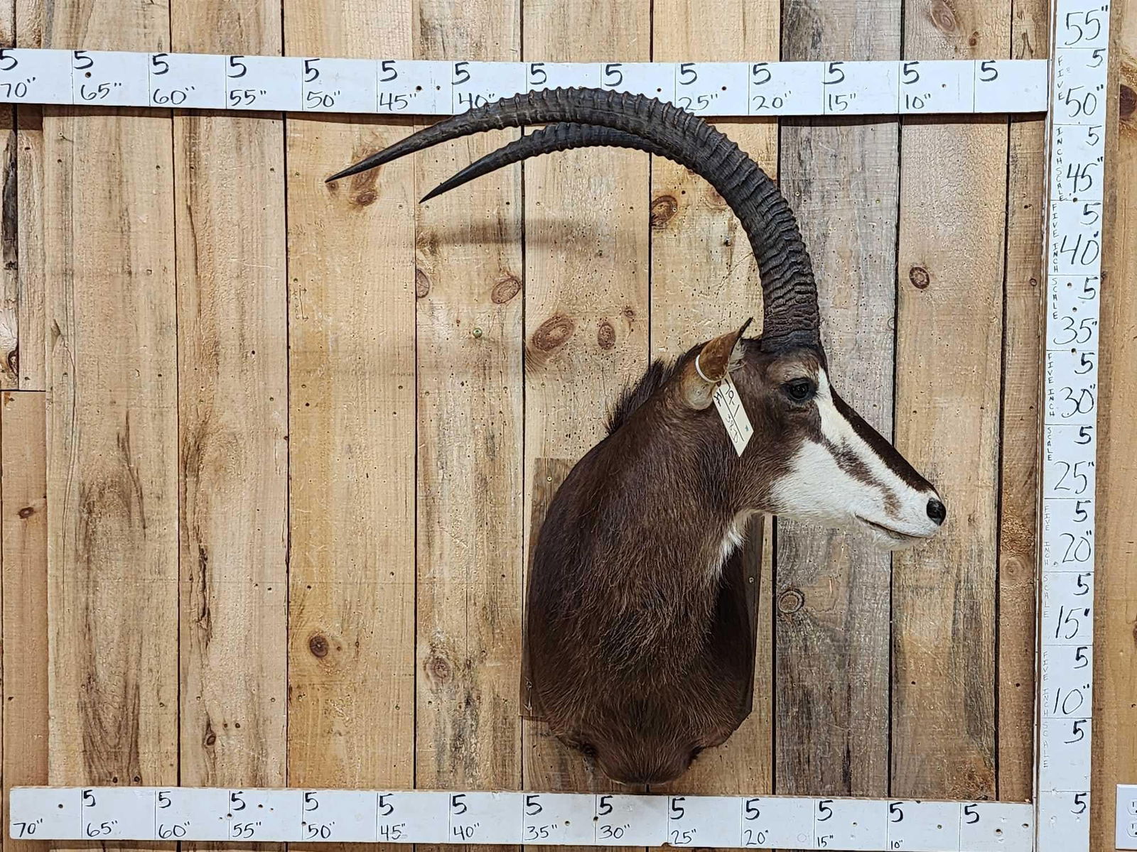 African Sable Antelope Shoulder Mount Taxidermy (1 of 5)