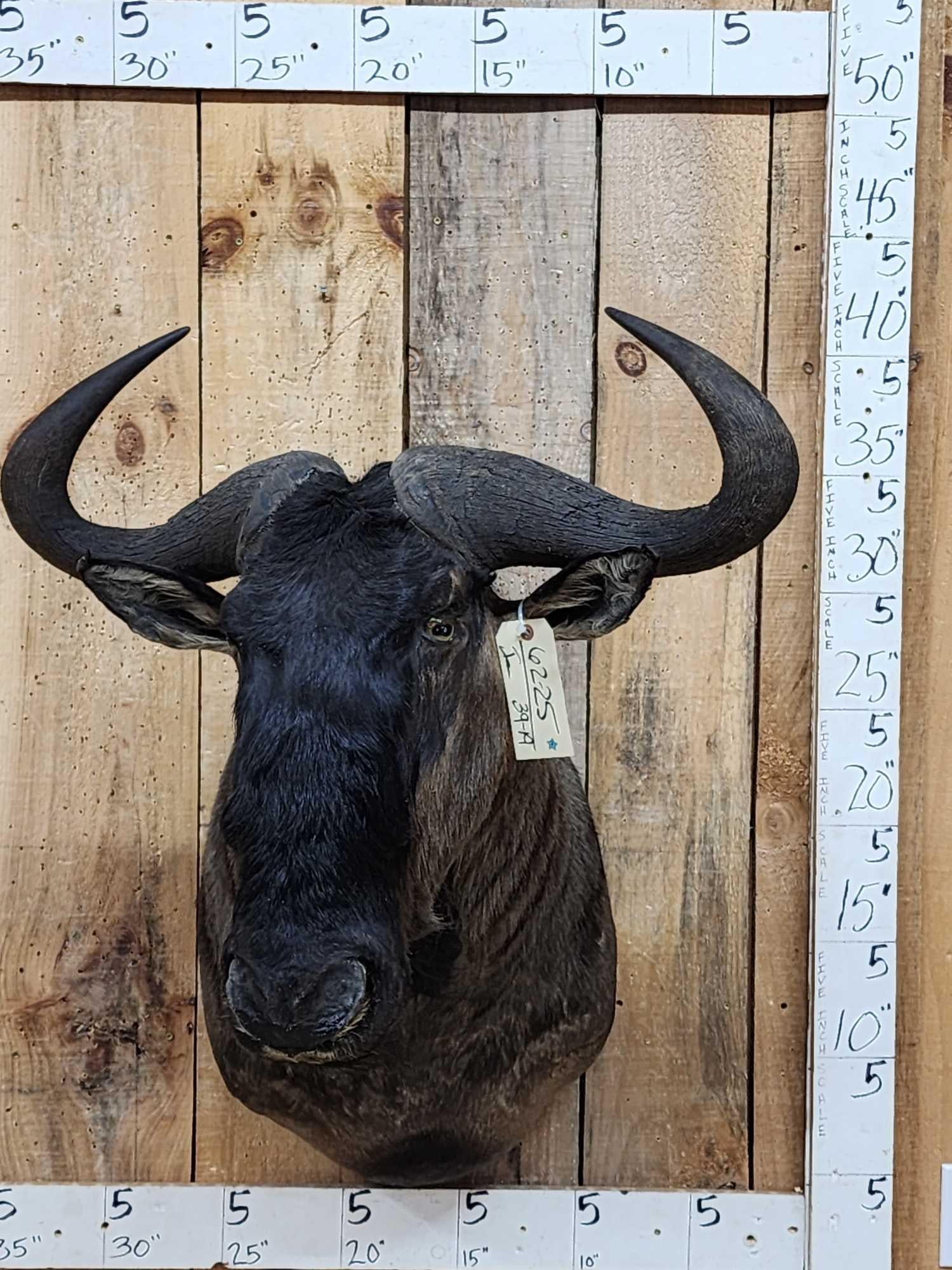 African Blue Wildebeest Shoulder Mount Taxidermy (1 of 3)