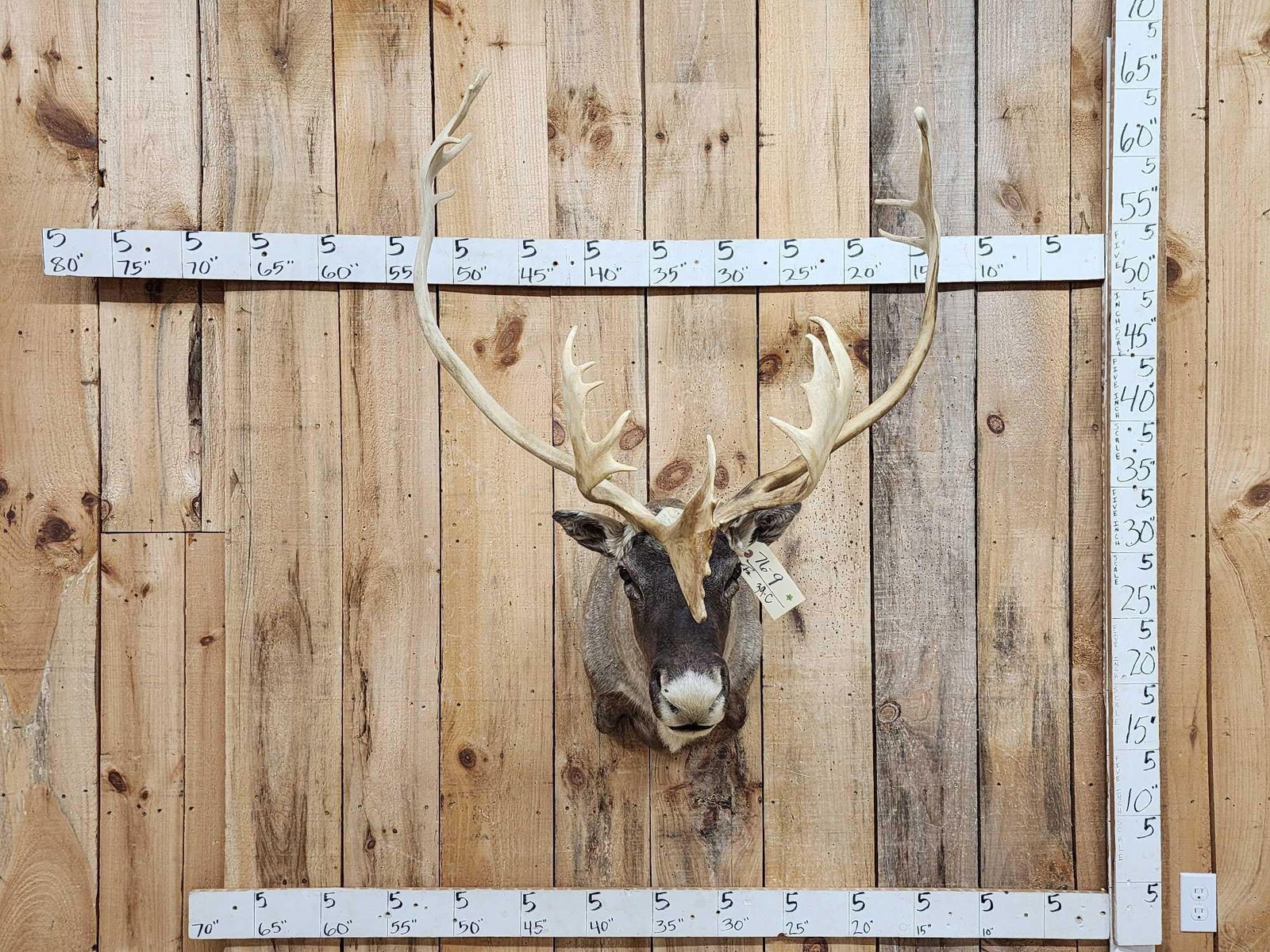 Nice Caribou Shoulder Mount Taxidermy (1 of 3)