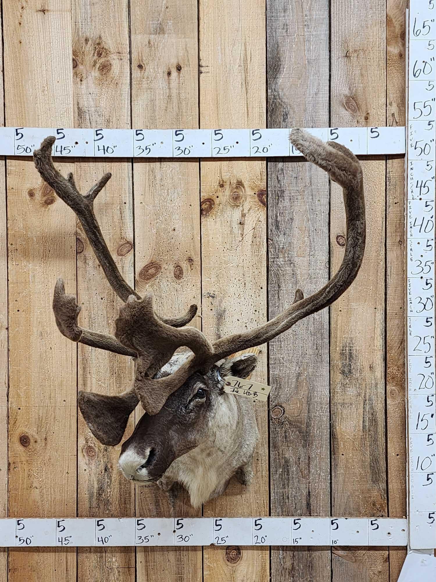 Caribou In Velvet Shoulder Mount Taxidermy (1 of 4)